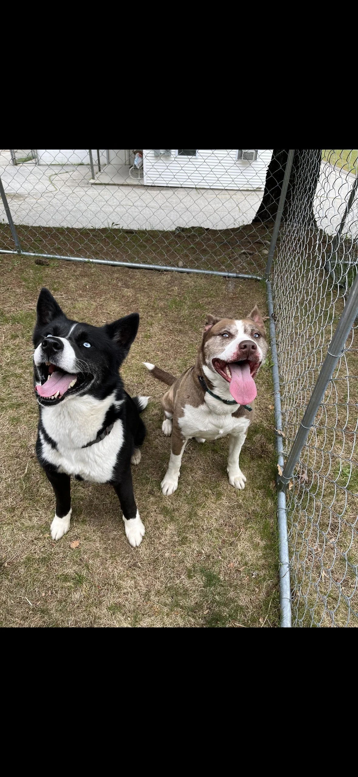 Two husky mixes black and white and brown and white