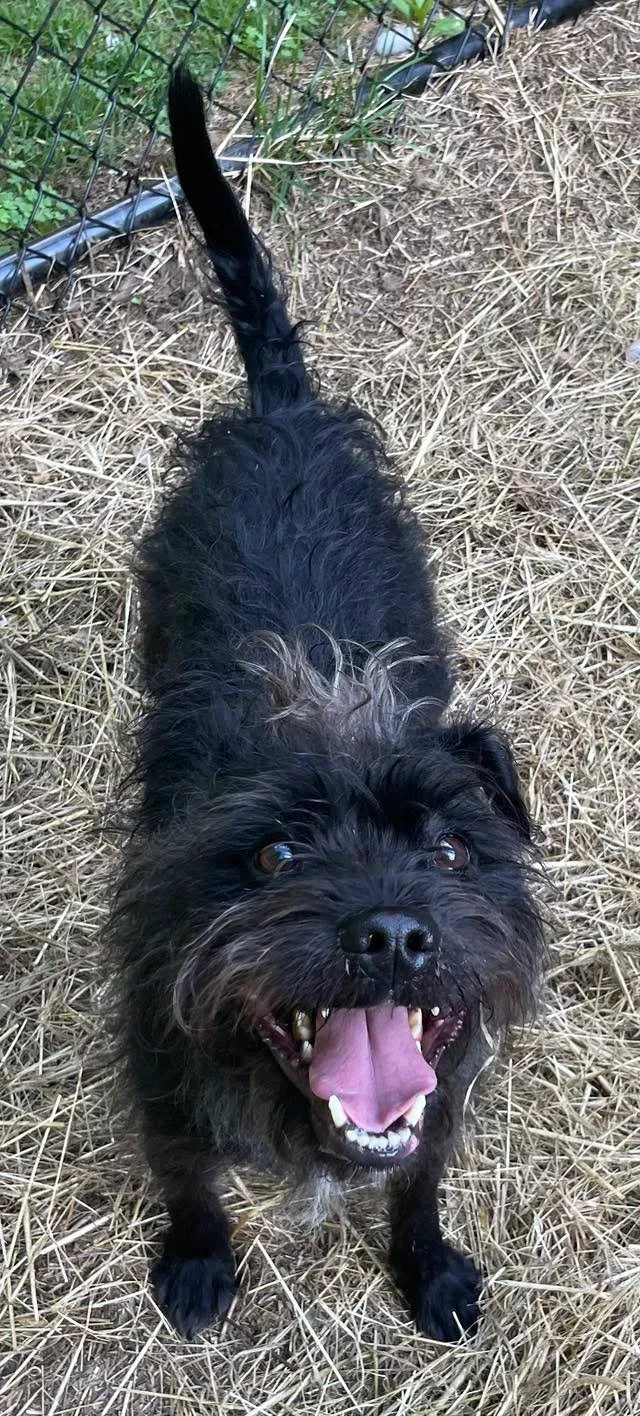 small black terrier
