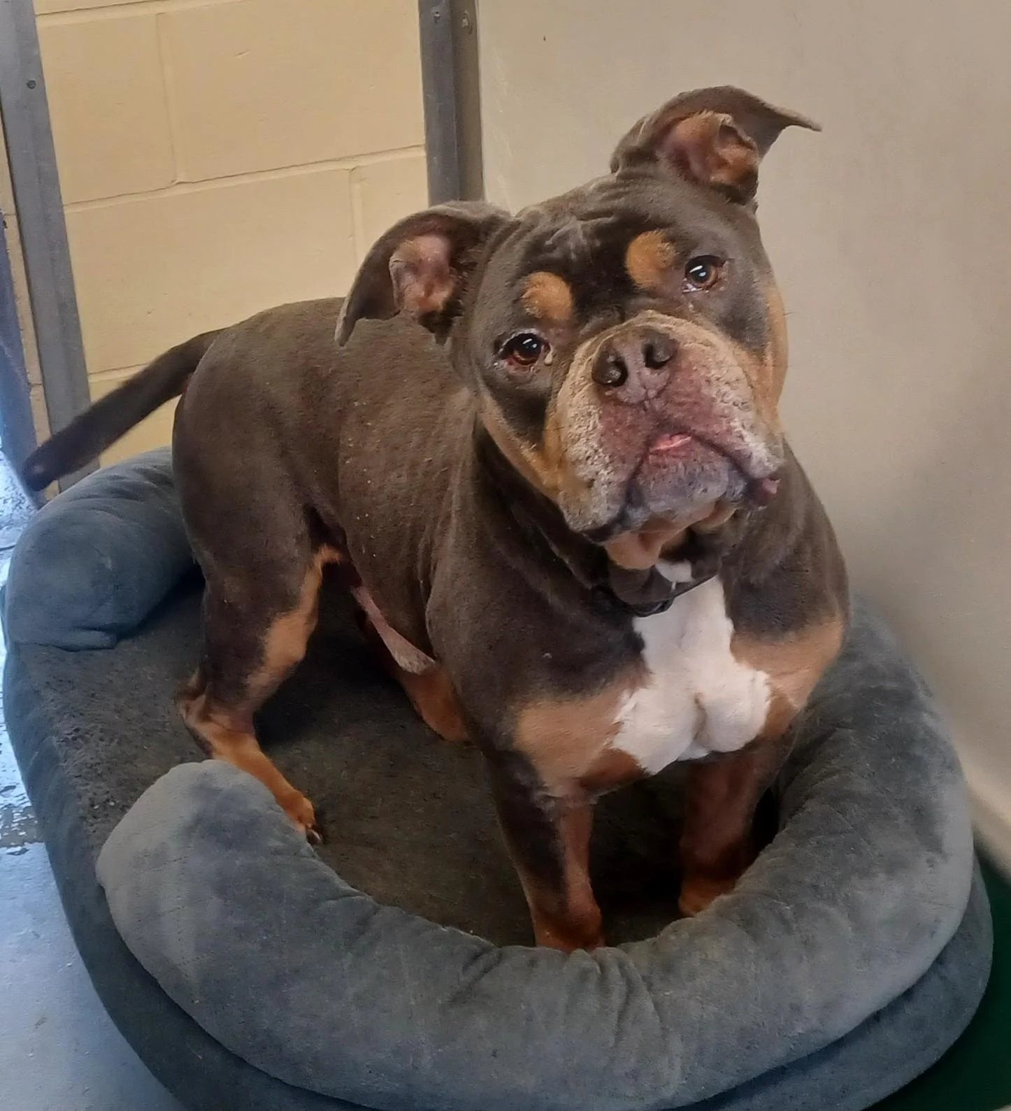 Multicolor Bully Dog