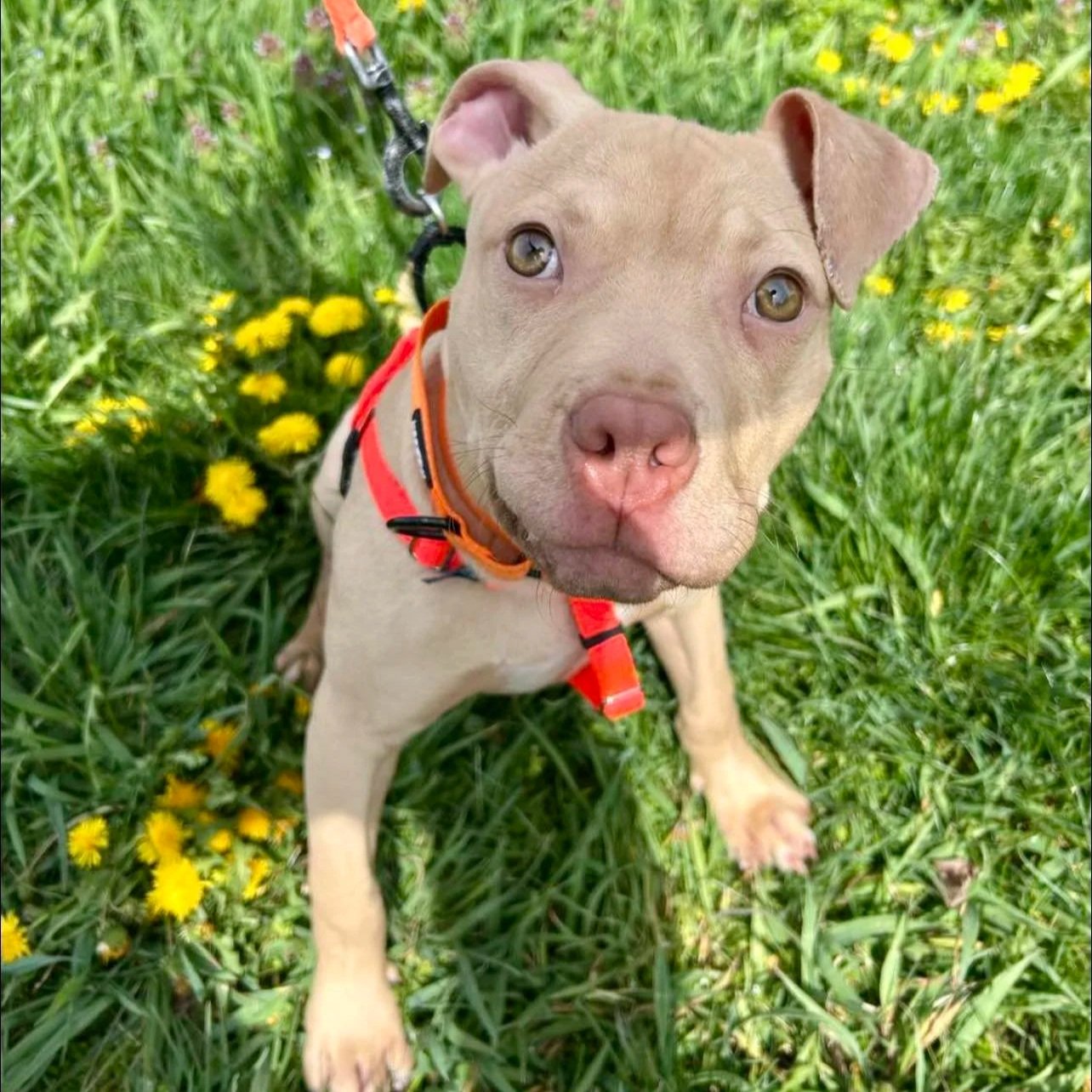 a small tan puppy with large eyes sits on dandelions