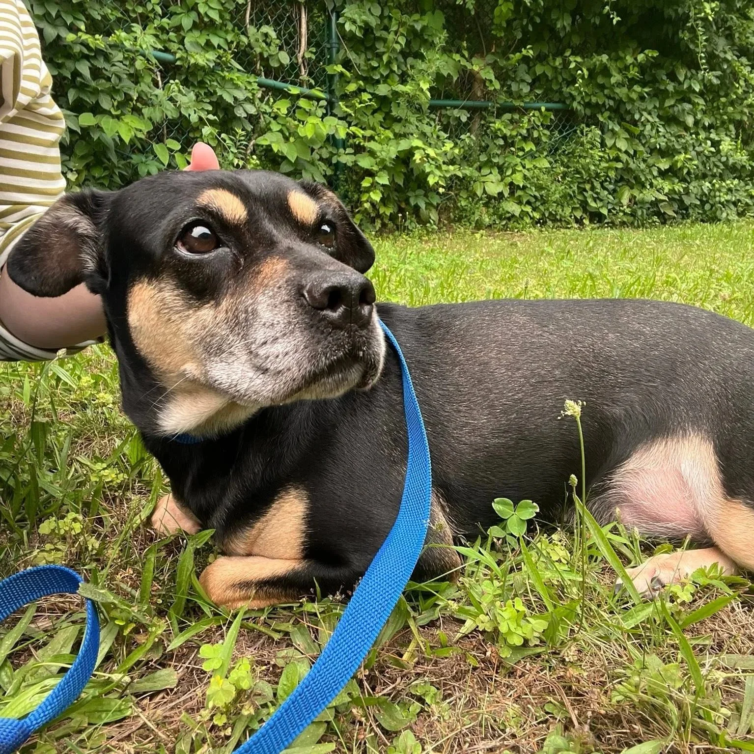 A black and tan smaller graying muzzle dog