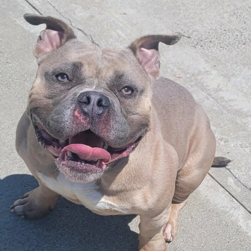 a very sticky light brown and white bulldog mix squints and pants
