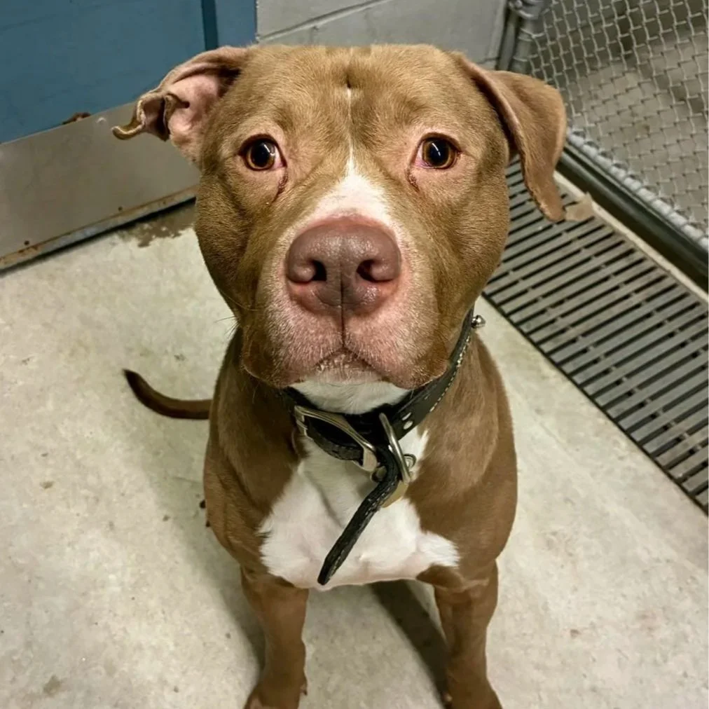 Denny: Guilford. A 4 year old neutered male. No other dogs. Originally arrived Feb 2026