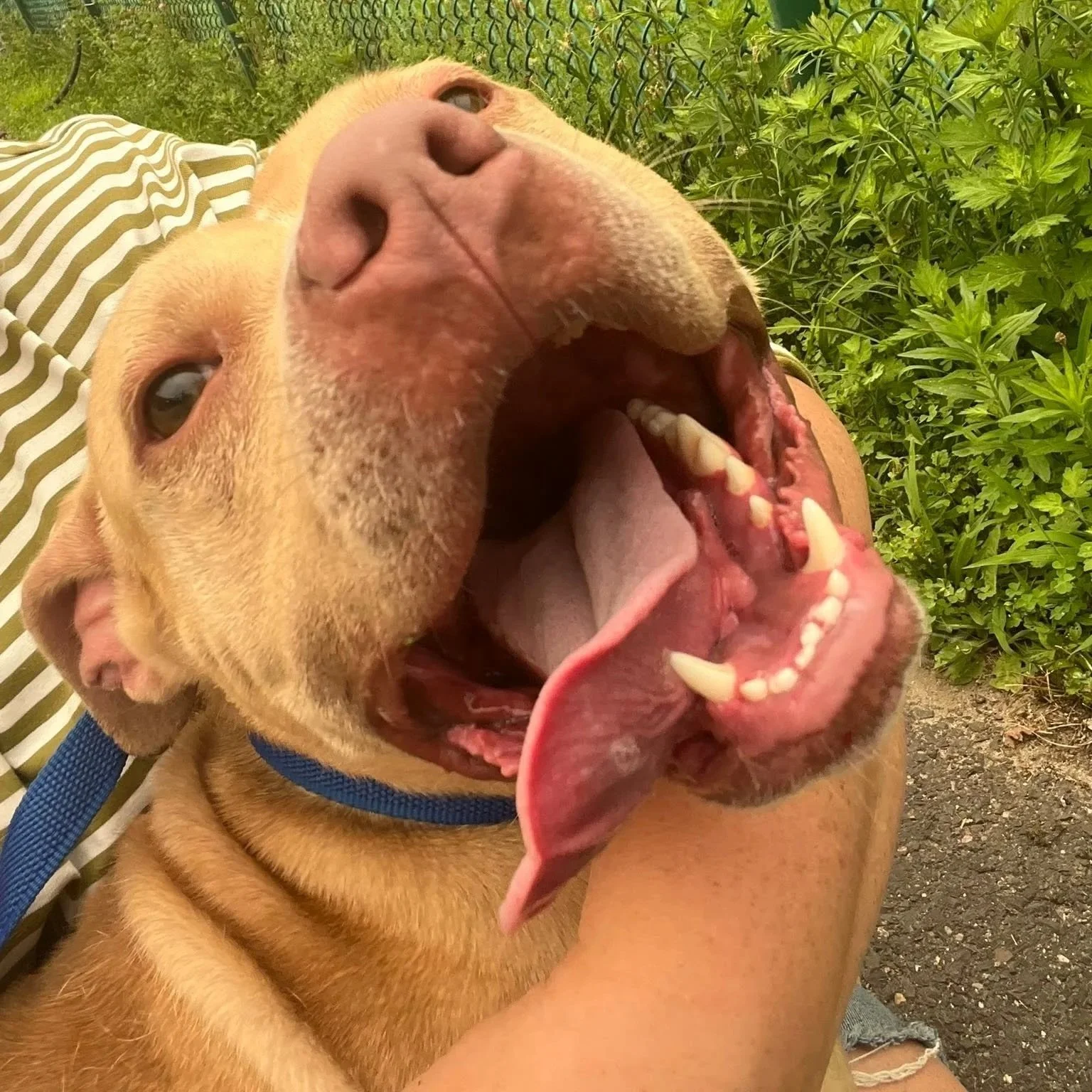 a happy tongue wagging light brown bully dog