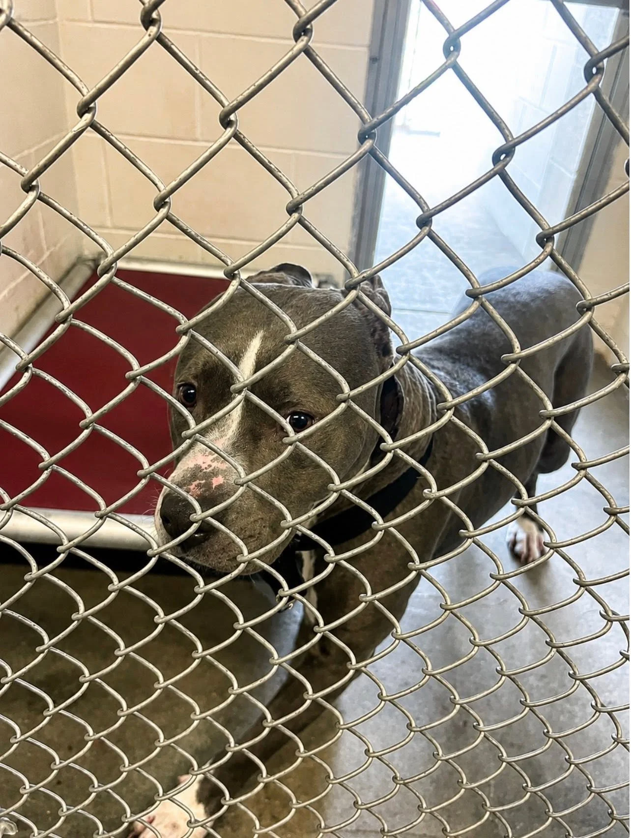 a gray and white bully in a kennel