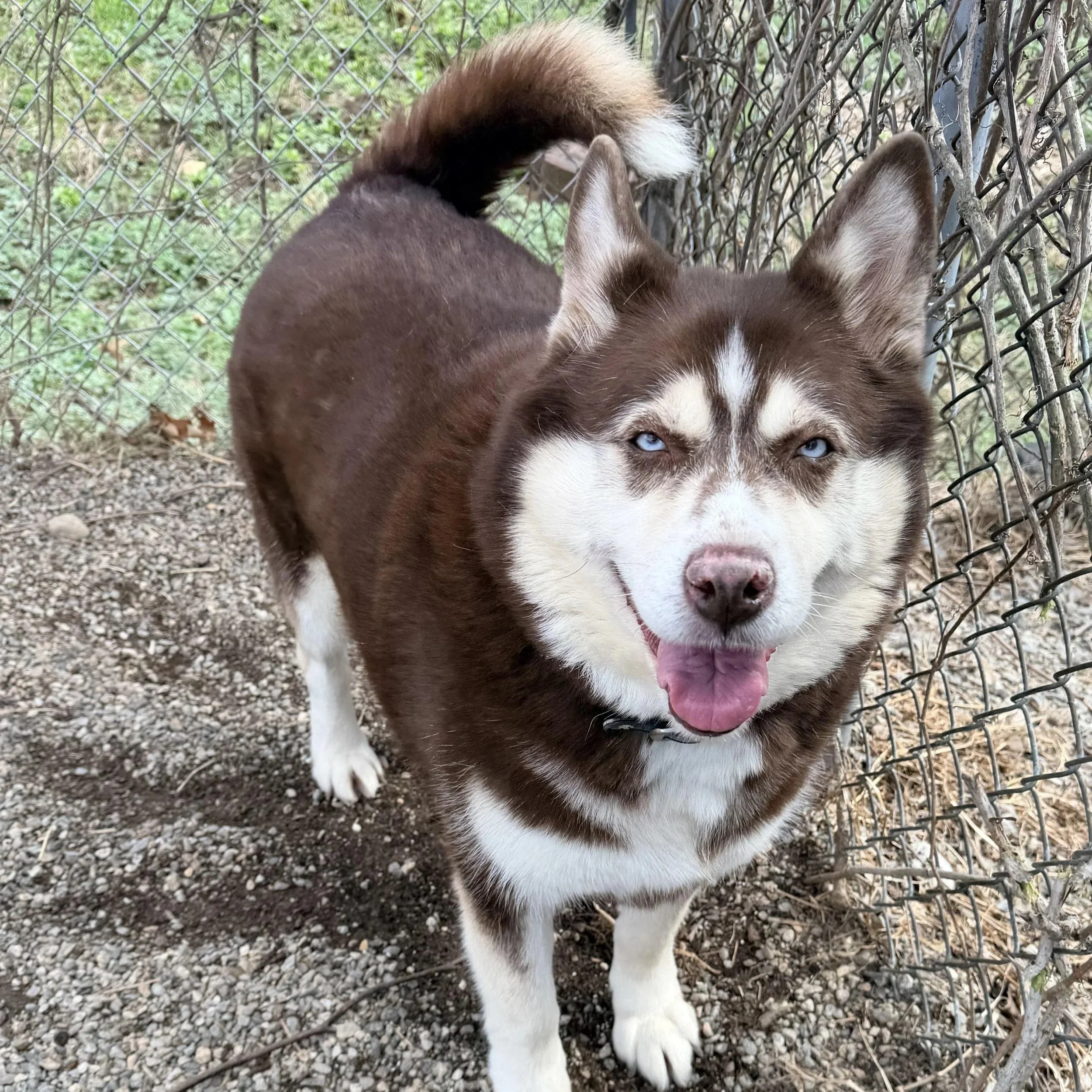 a large chocolate and white husky