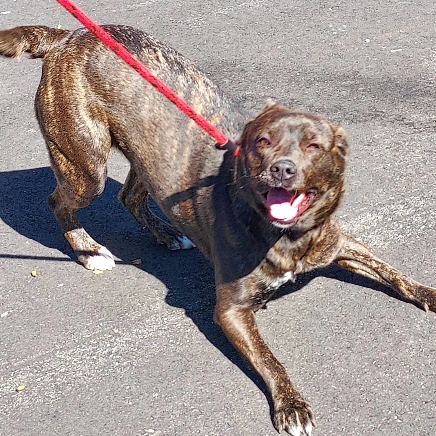 a playful brindle dog play bows