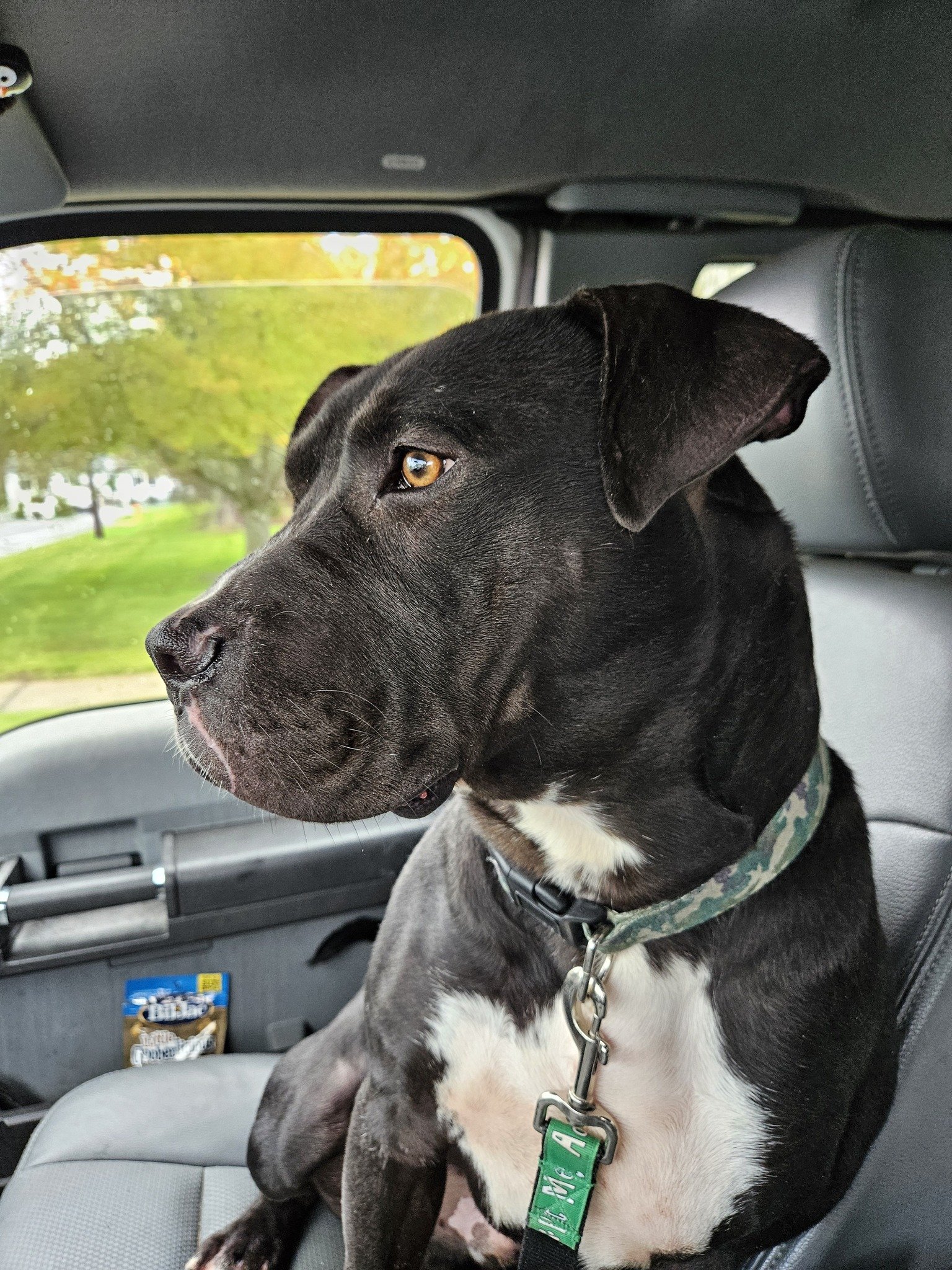 A black dog with white chest looks out the windshield of a vehicle