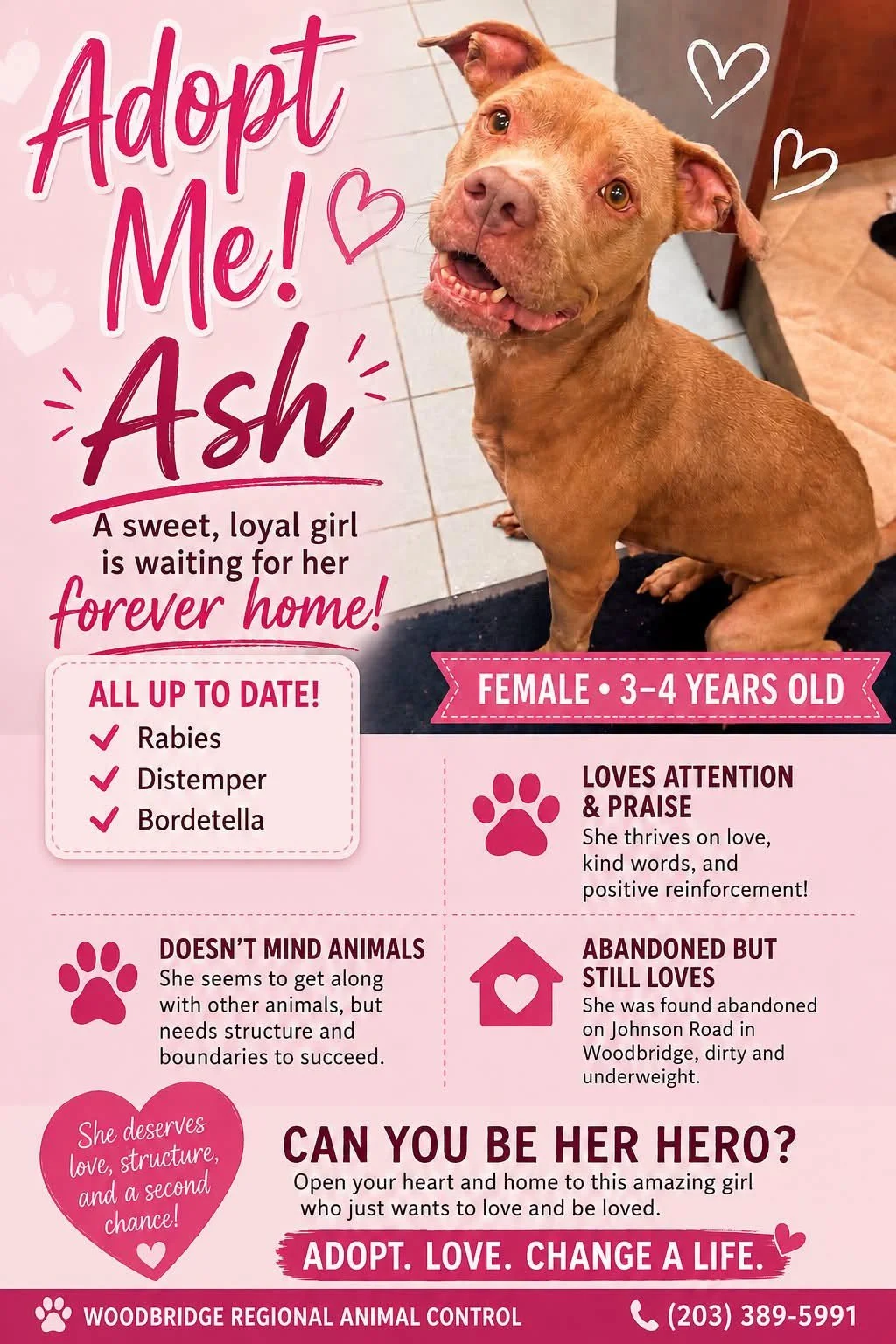 a pink flyer introducing a brown pitbull with a pretty smile