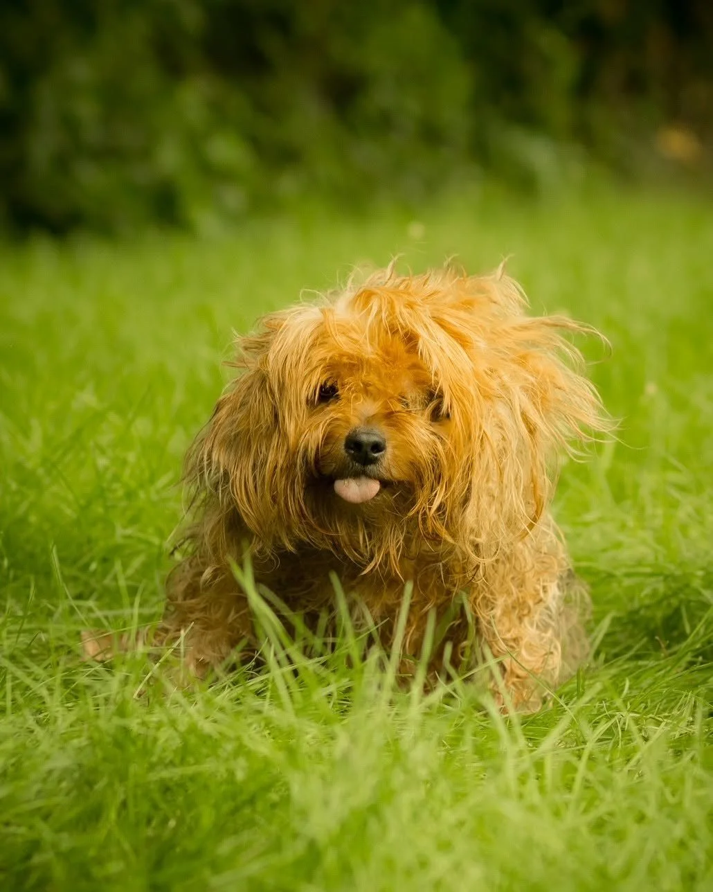 a scruffy little golden yorkie mix
