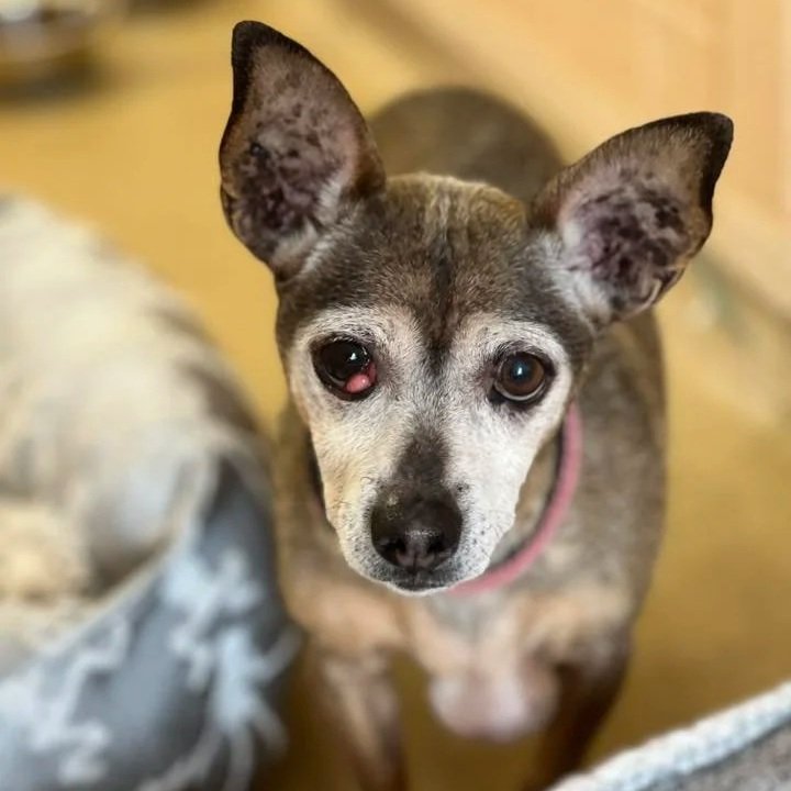 a senior chihuahua with a cherry eye stands next to a soft dog bed