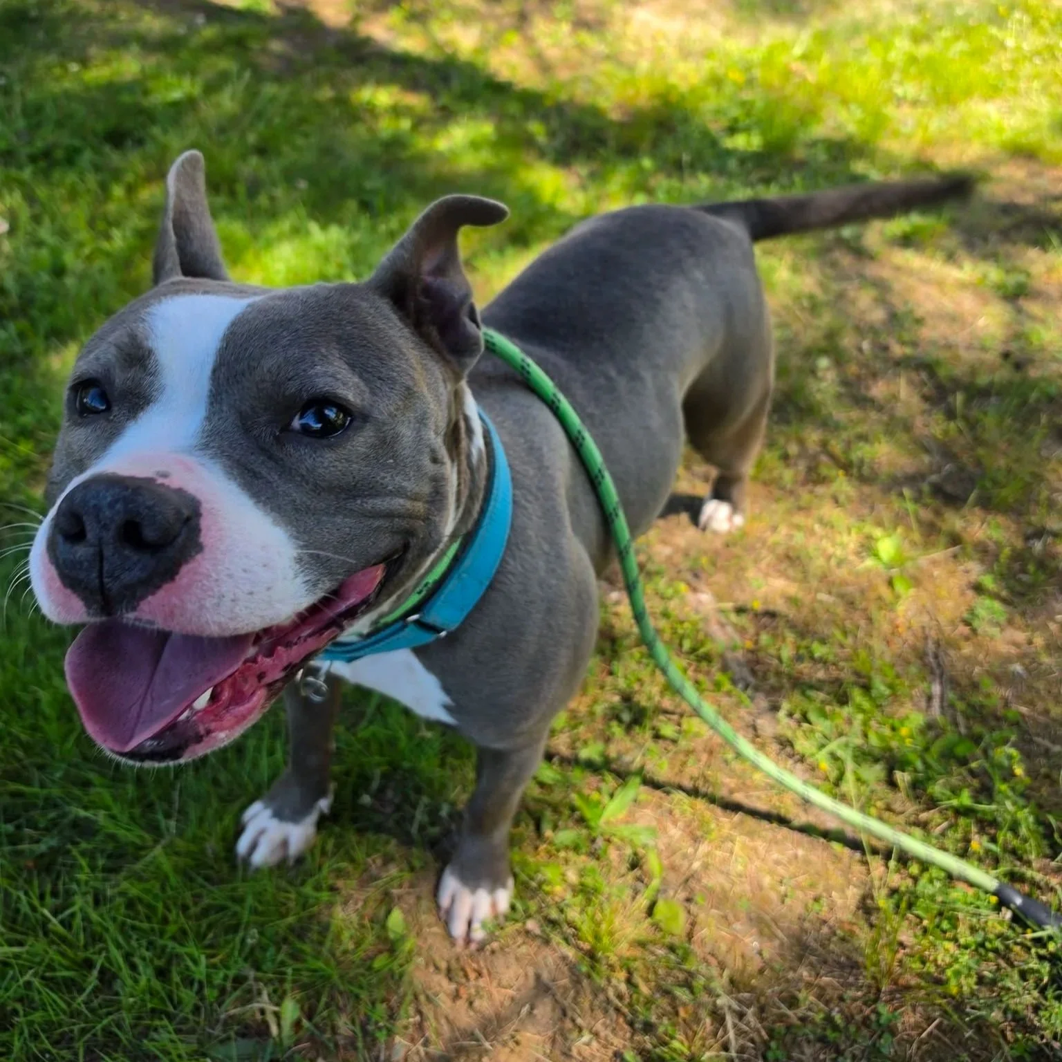 a  gray and white pitbull