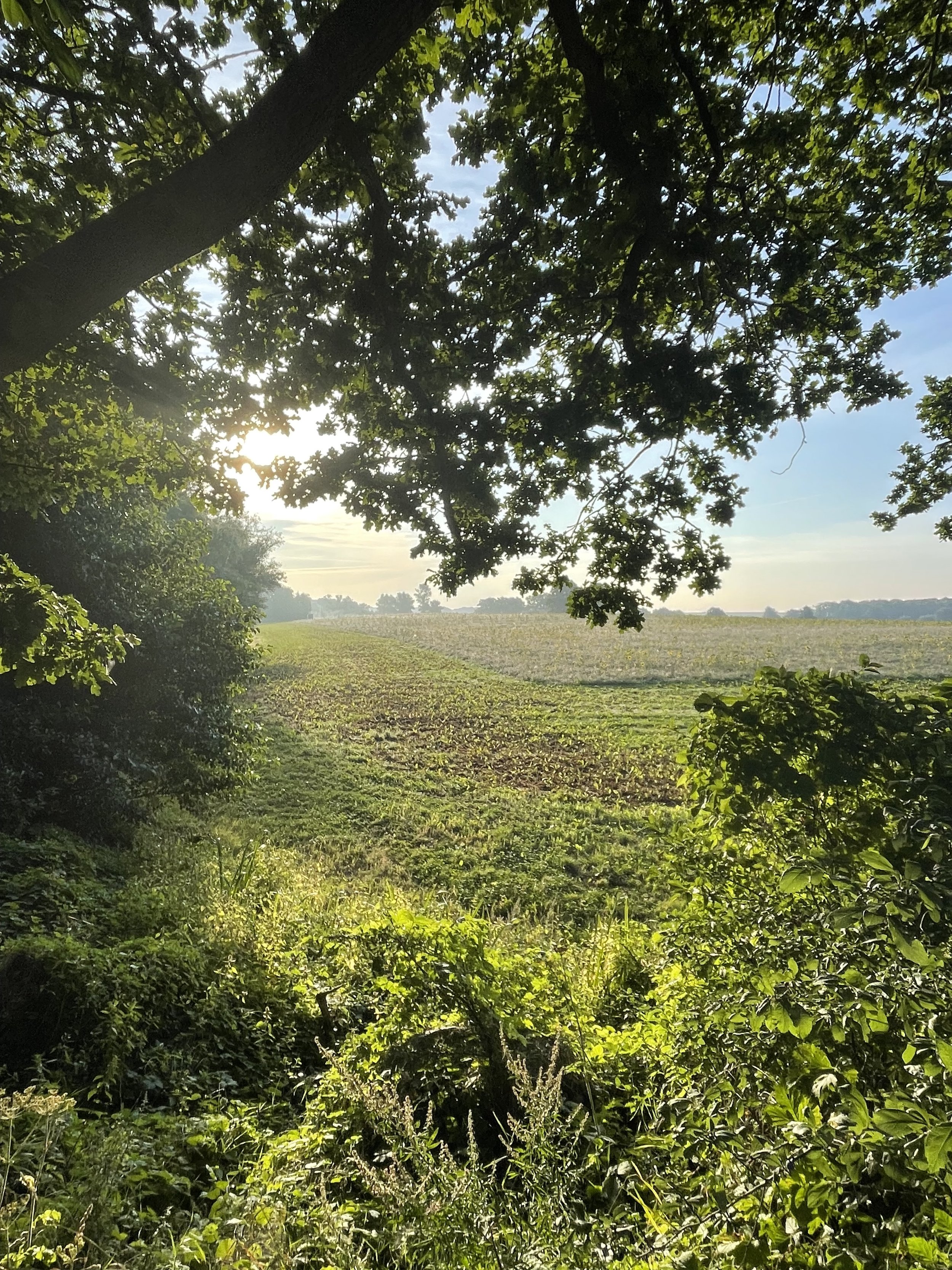 IMG_7218.jpeg