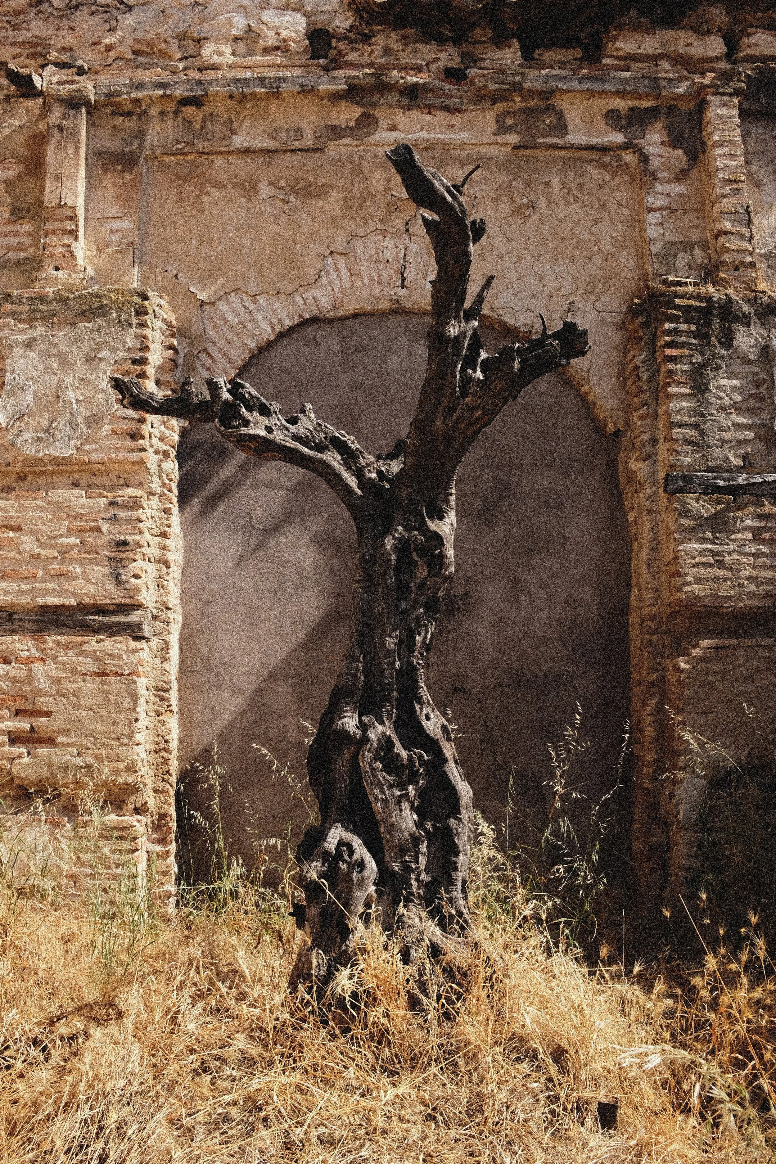 ARBOL.jpg