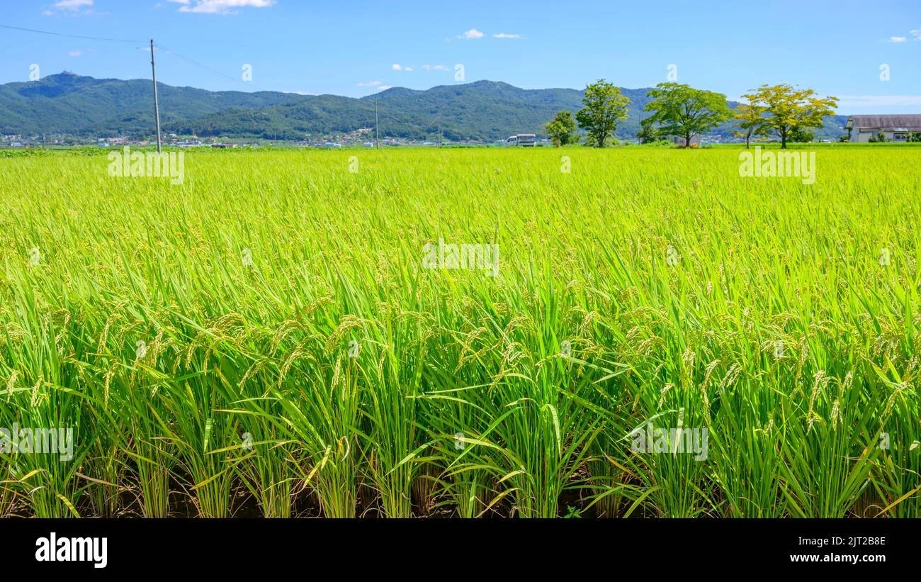 🎭 The Rice Distraction: What They’re Really Trying to Hide