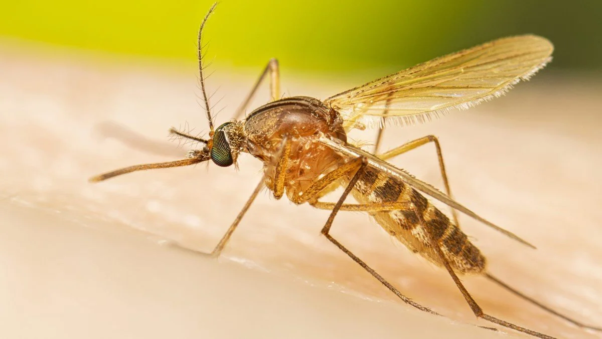 🟡 [Denver, Jeffco Confirm First Human West Nile Virus Cases of 2025]