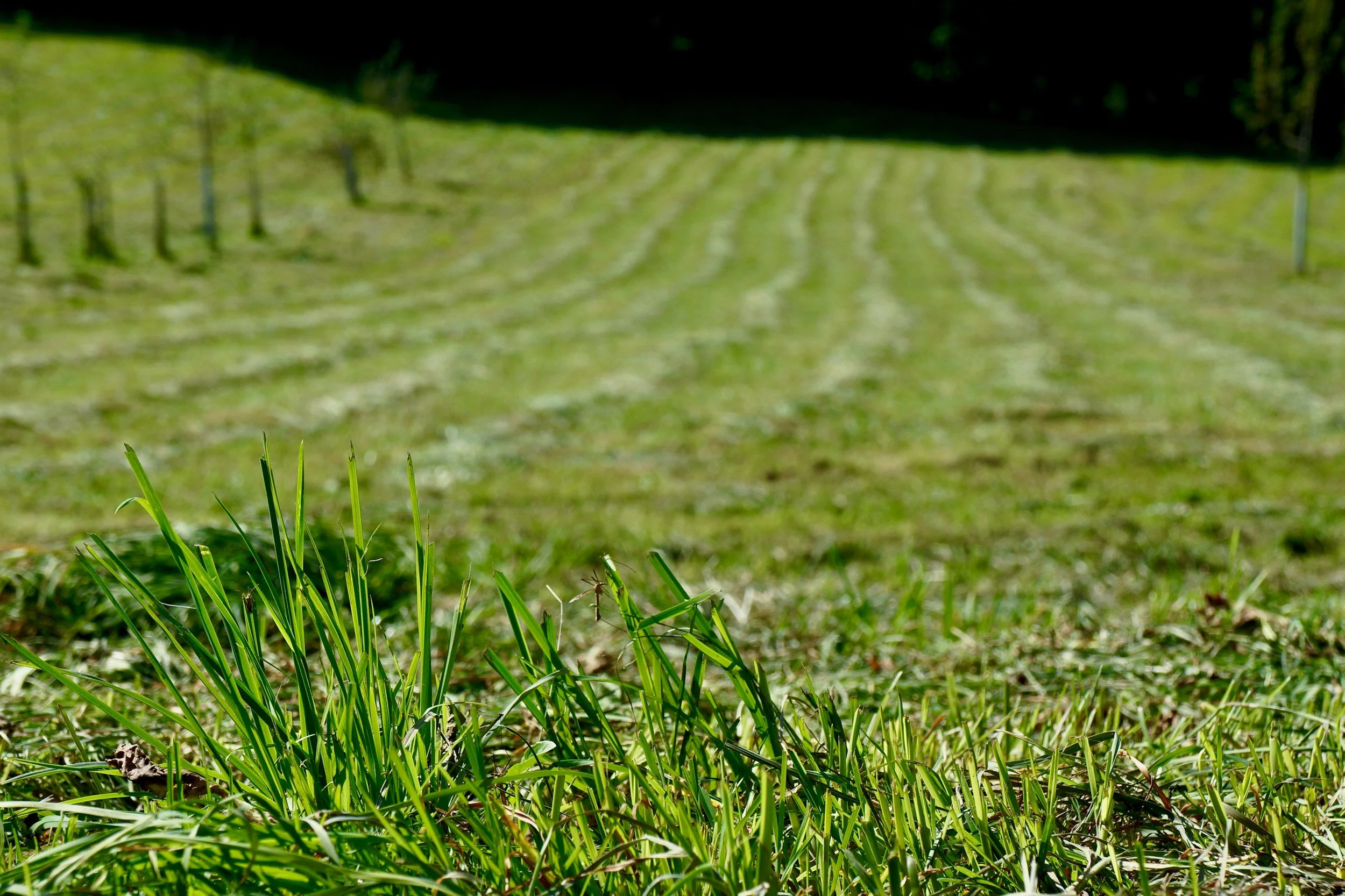 Close-up of green grass in the foreground with a mowed grassy field and trees in the background. mobile diesel fitter and maintenance in Toowoomba - CGK Earth & Ag