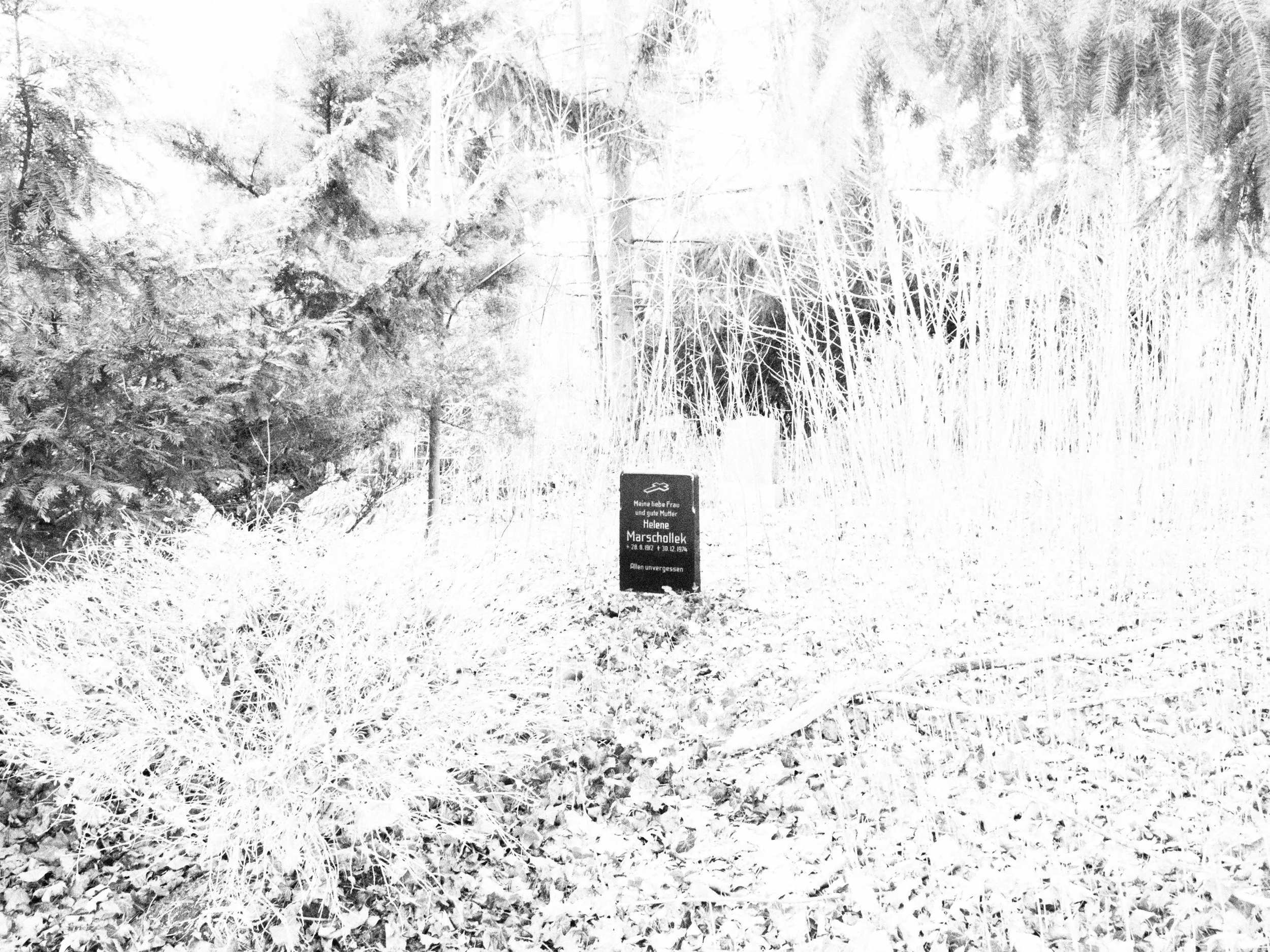 Bäume, Sträucher und Gräser haben das brachliegende Gräberfeld die letzten zehn Jahren in ein undurchdringliches Dickicht verwandelt. 