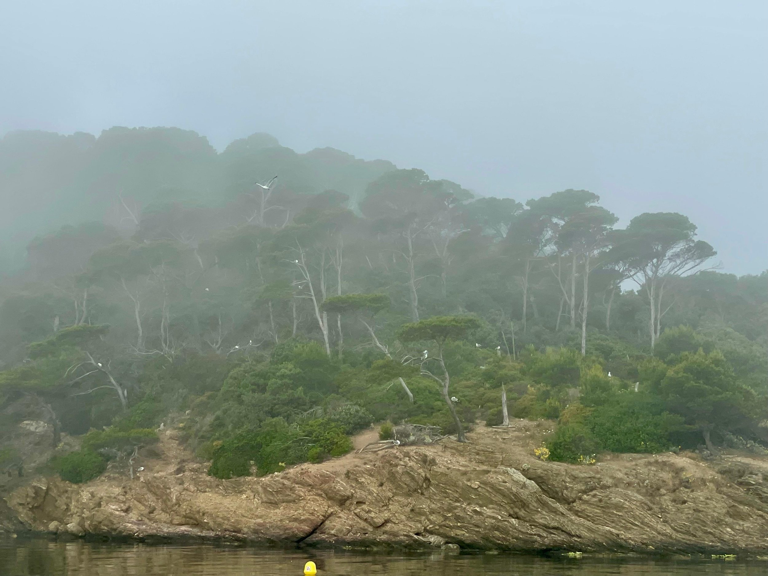 Misty forested shoreline with trees and a rocky bank along water, and a small yellow buoy floating in the water.