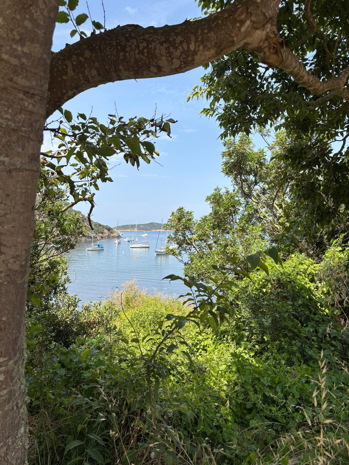 Scenic view of a calm bay with several sailboats anchored, framed by lush green trees and foliage on a bright, clear day.