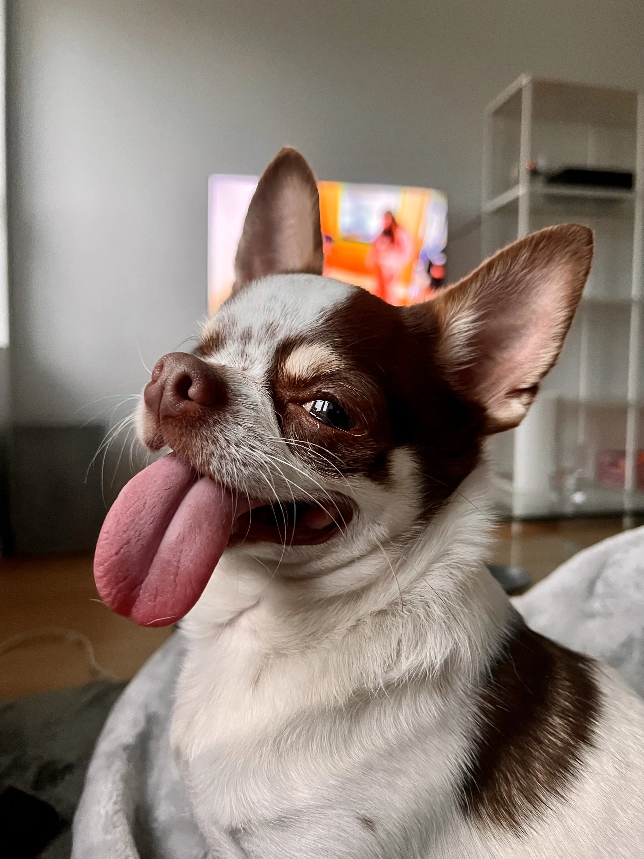 close up foto van chihuahua met tong uit de mond