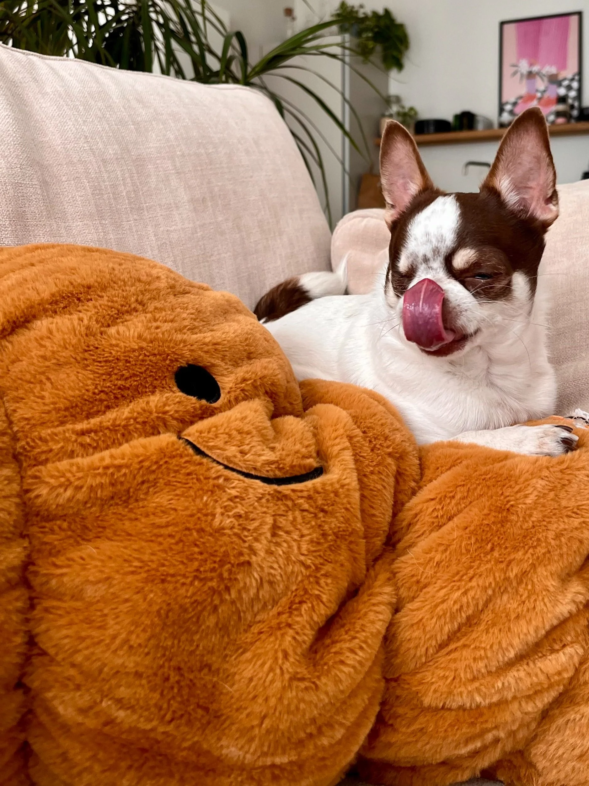 foto van kleine hond met tong uit de bek. de hond ligt op een ingedeukt kussen dat een deels zichtbare smiley heeft als print. in de achterggrond staan planten en een kader met een roze poster in.
