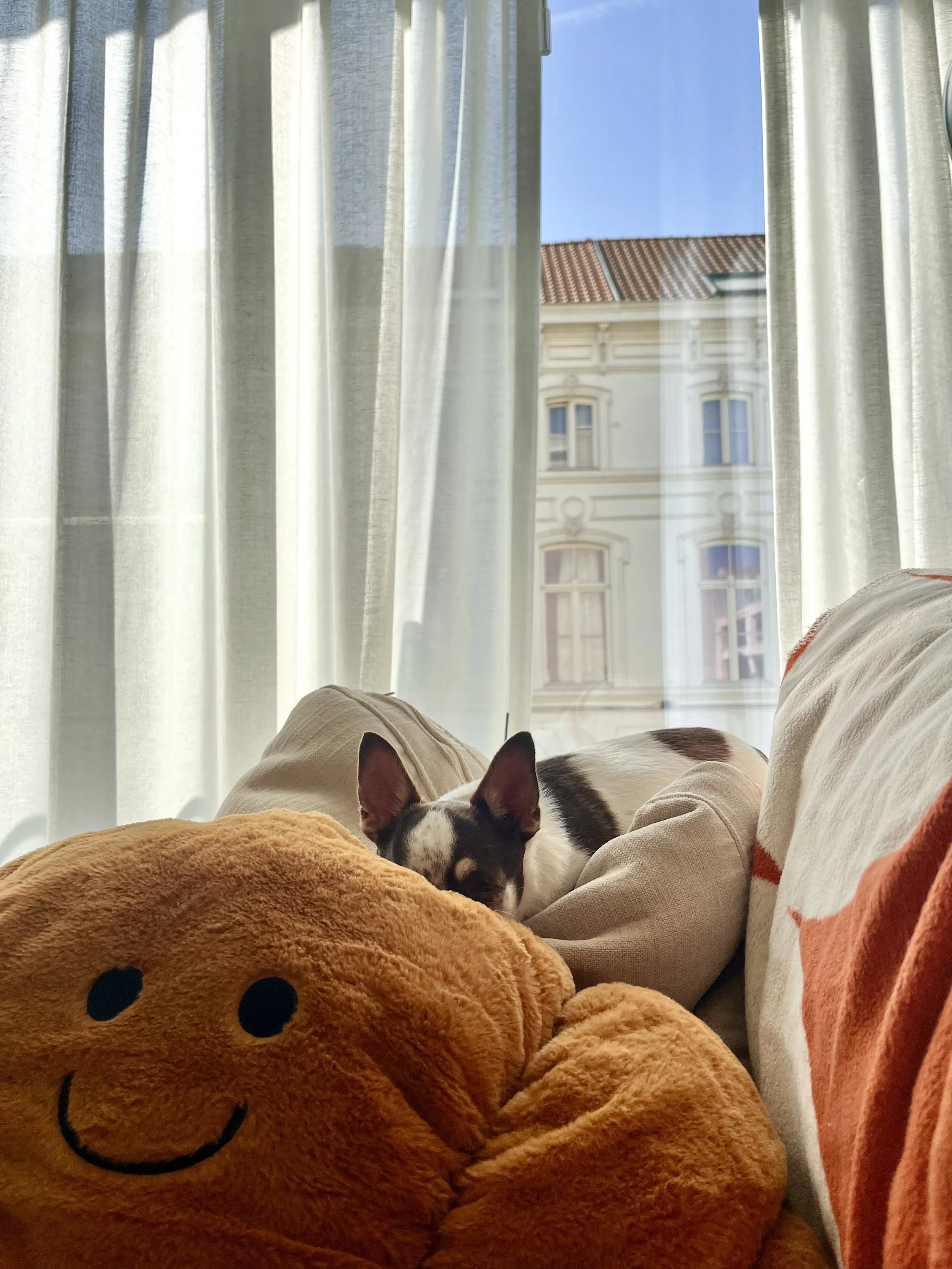 foto van kleine hond die half weggedoken ligt achter enkele kussens. in de achtergrond zie je een raam met een gordijn deels gesloten en huizen aan de overkant van de straat.