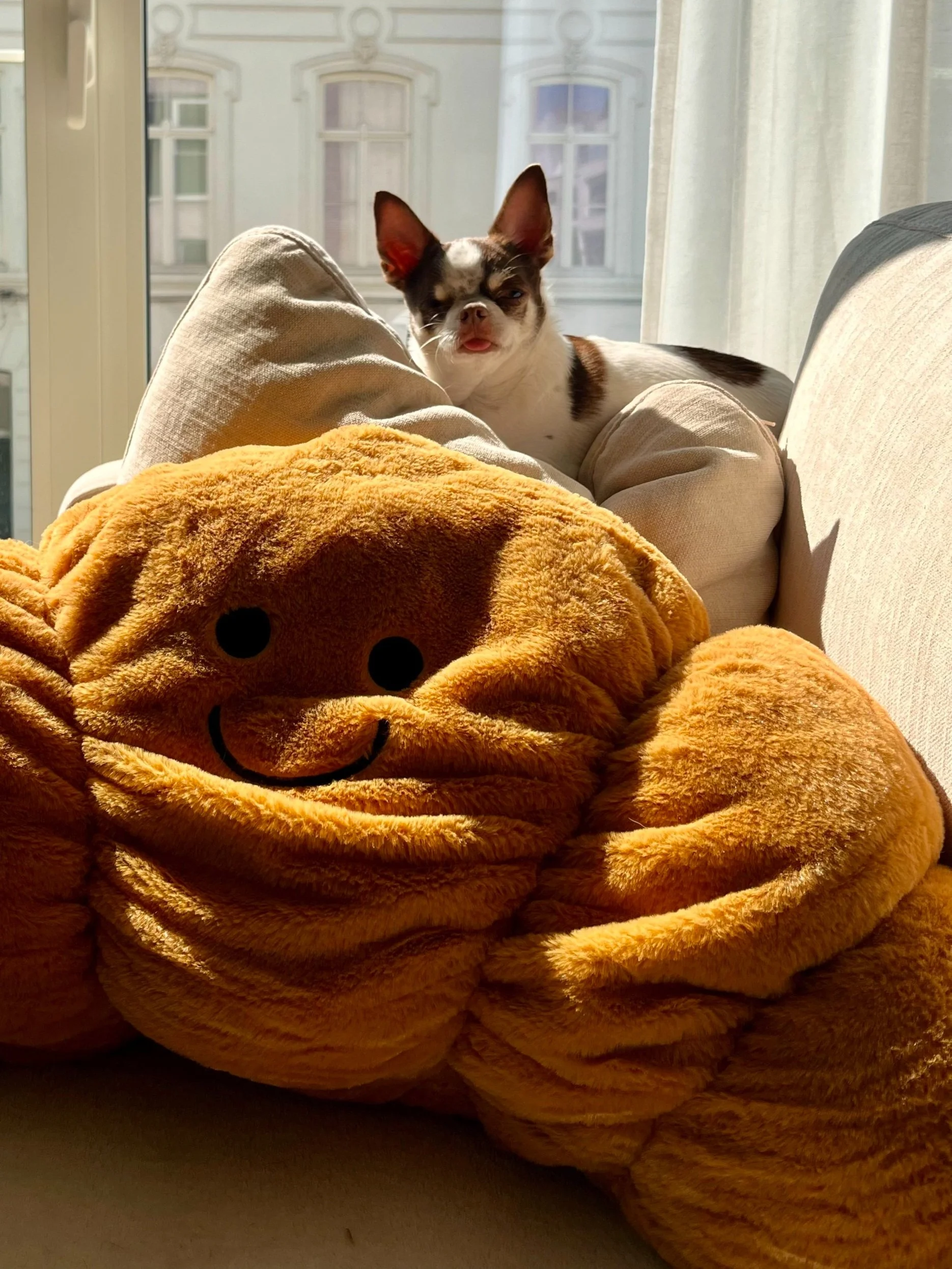 foto van kleine hond bovenop kussens in een zetel. op de achtergrond is een raam waardoor je vrij vaag andere huizen kan zien.