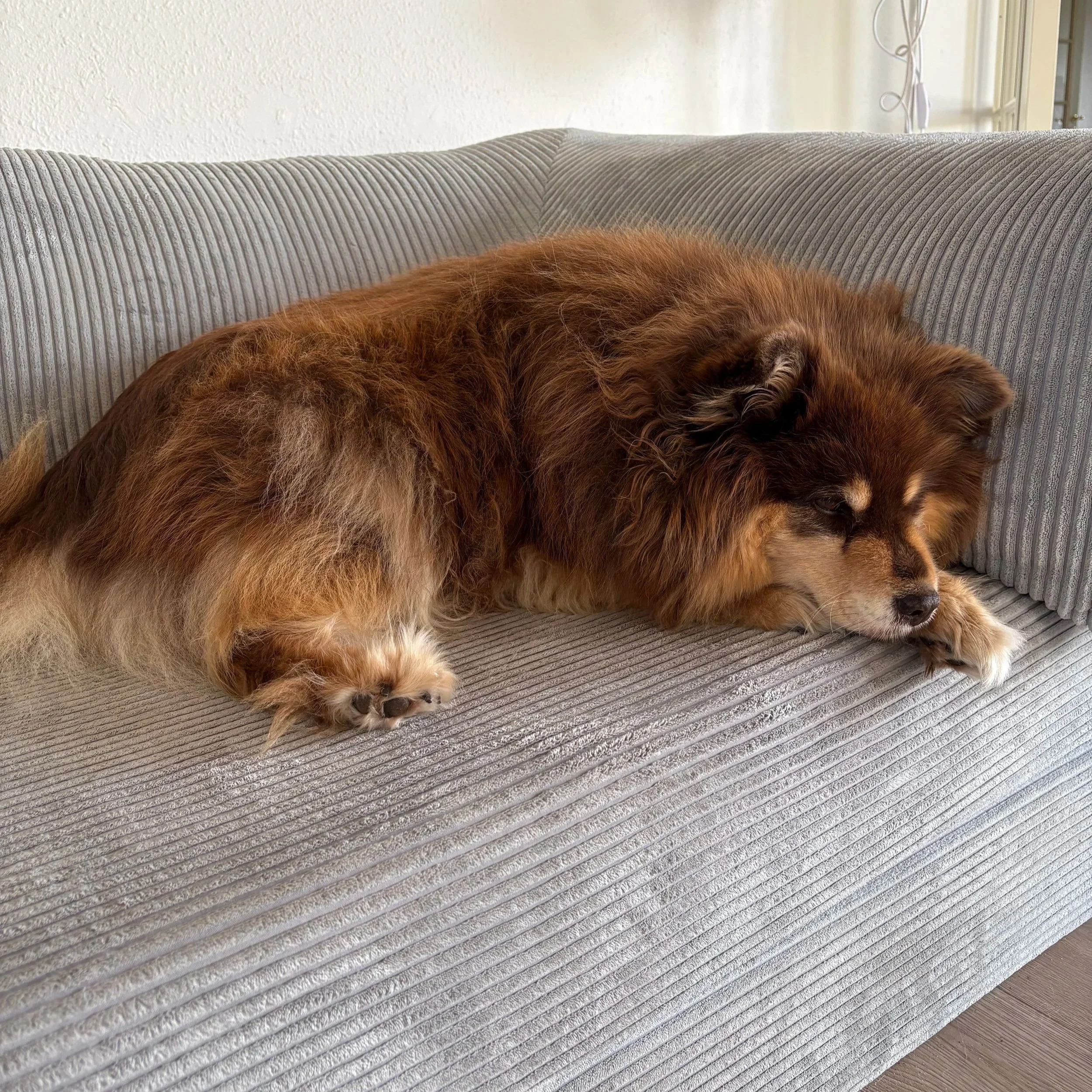 Må din hund være i sofaen?
