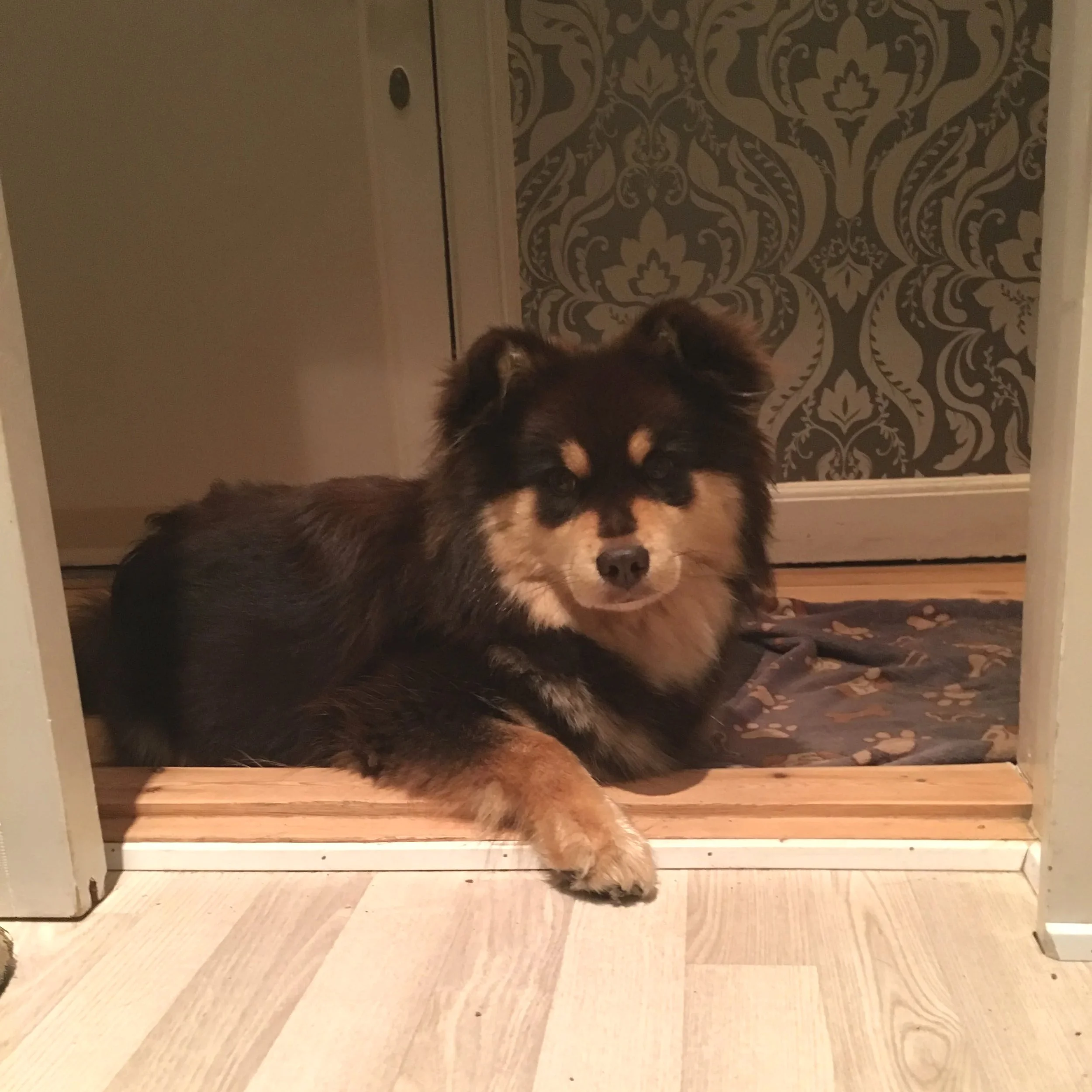 Skal din hund have adgang til alle rum i huset?