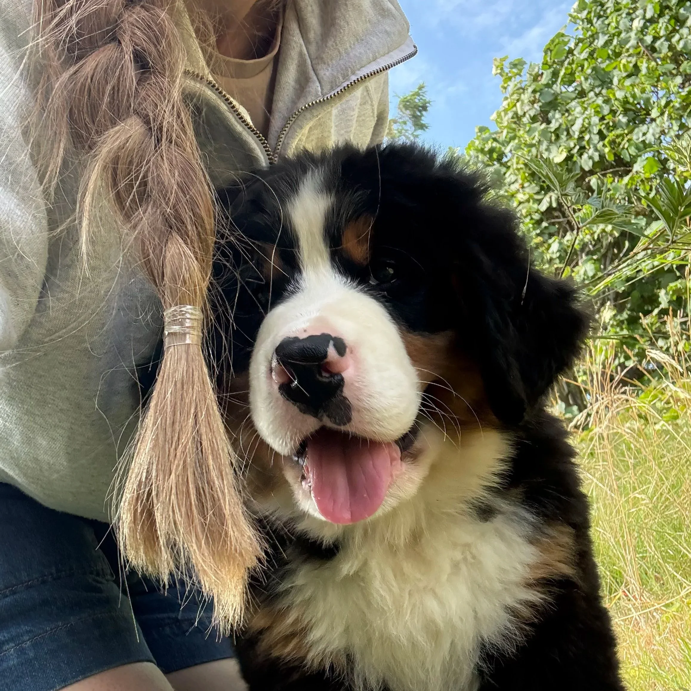Hvalpedagbog: Uge 1 med Balto