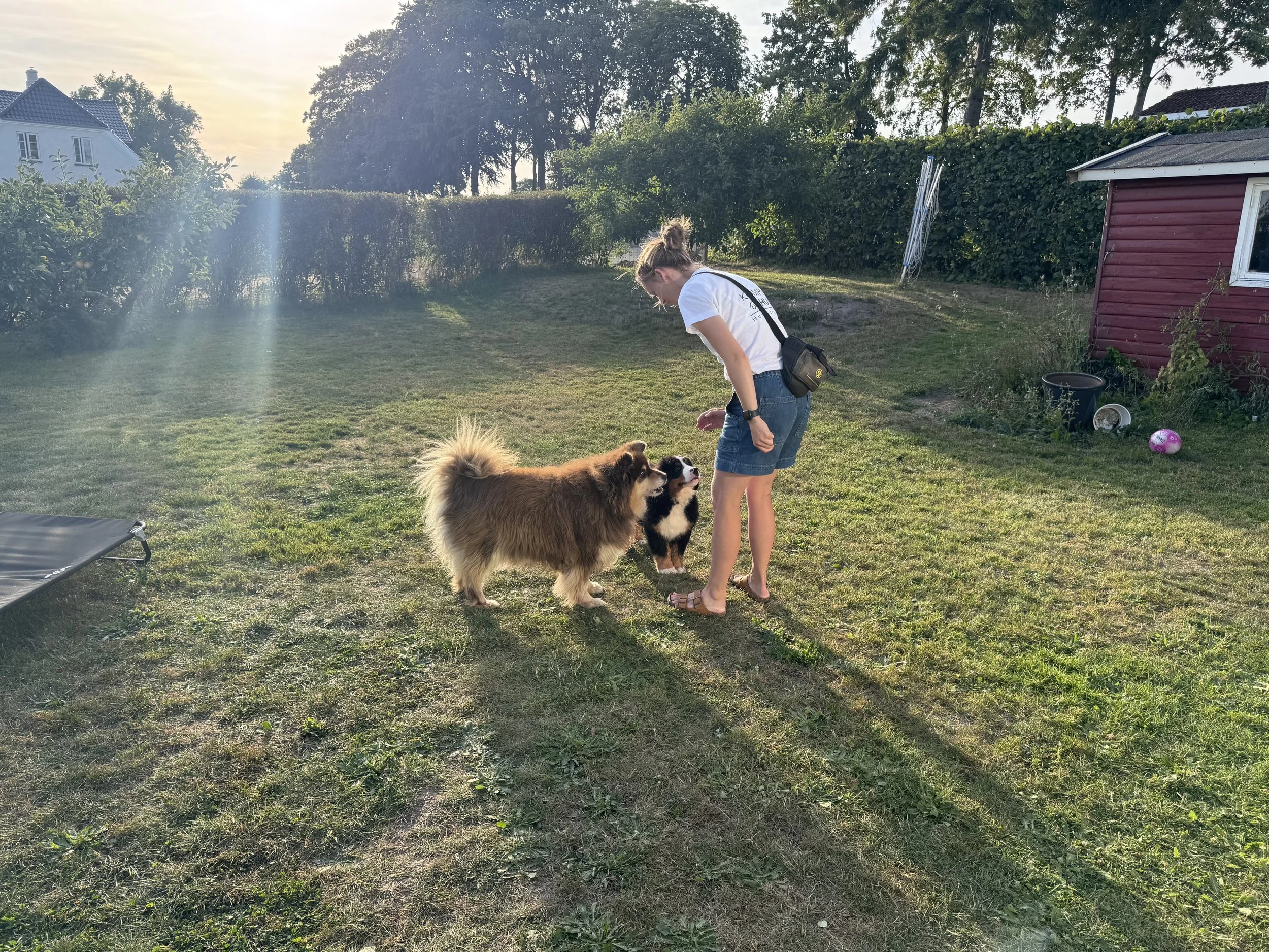 Hvalpedagbog: Uge 2 med Balto