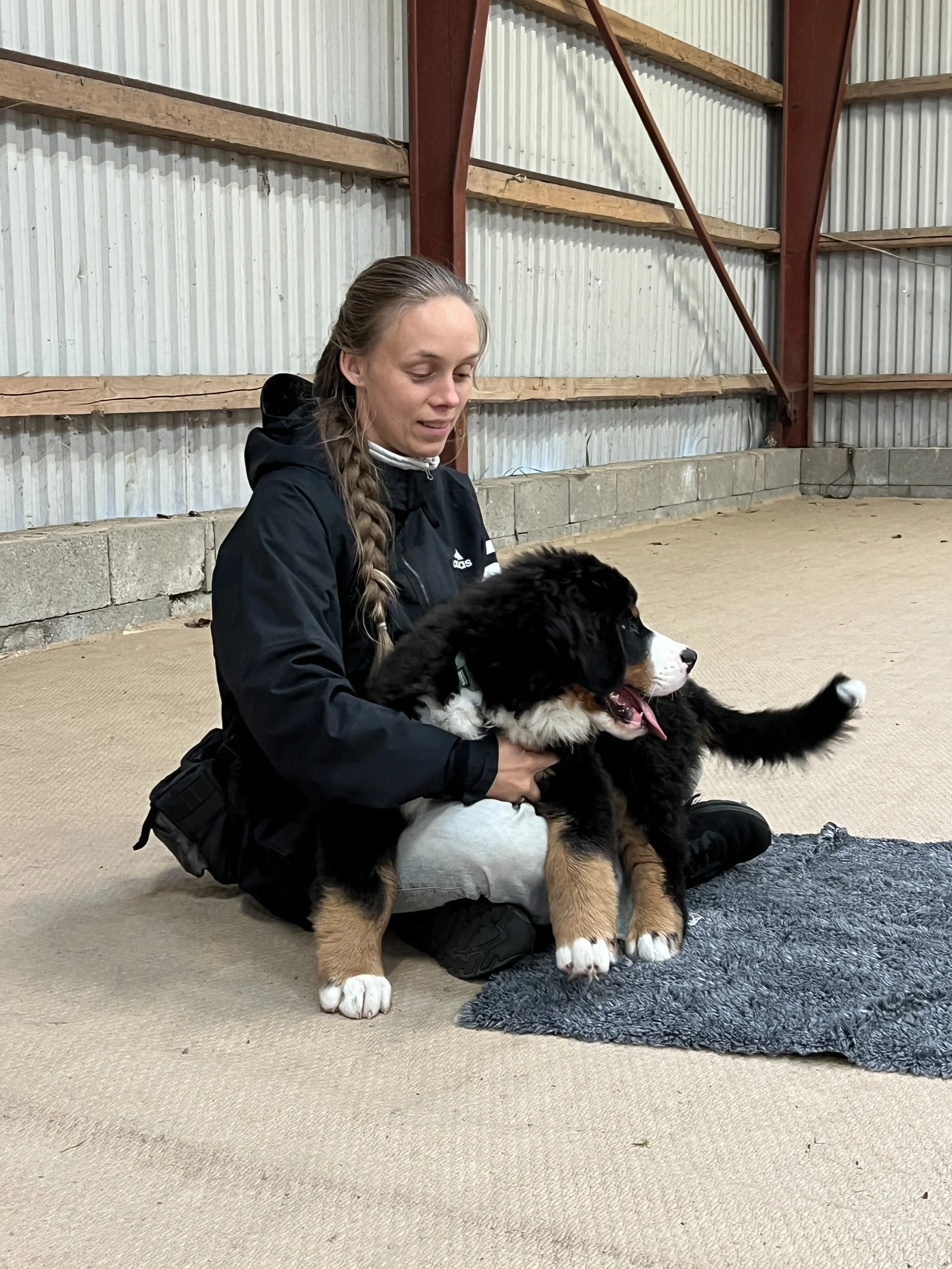 Hvalpedagbog: Uge 4 med Balto