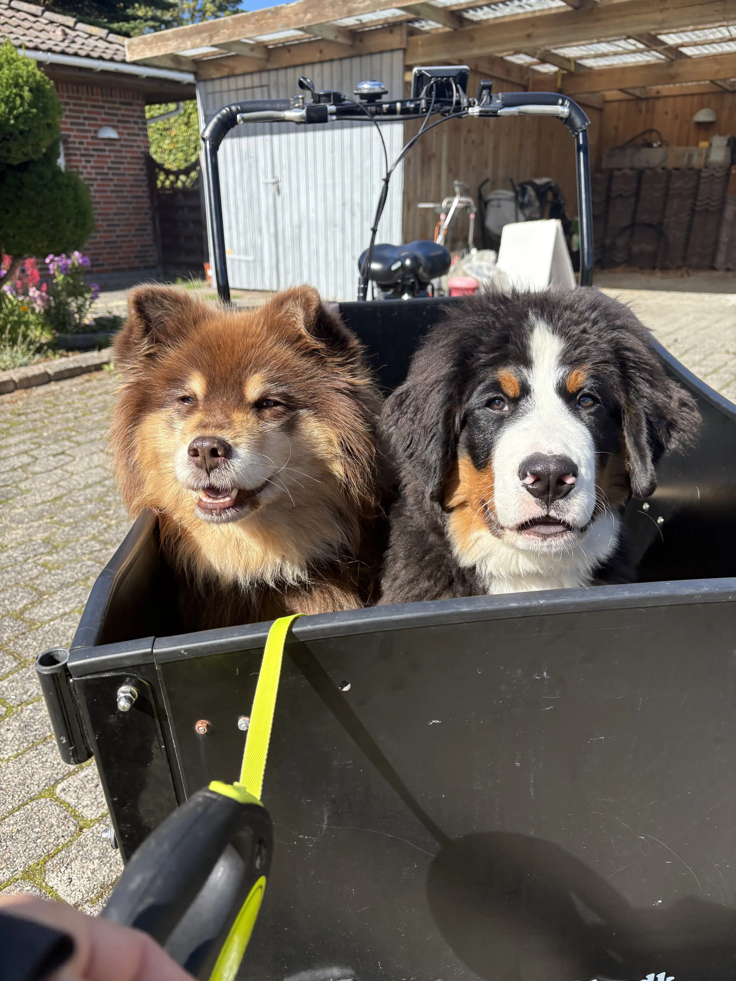 Hvalpedagbog: Uge 6 med Balto