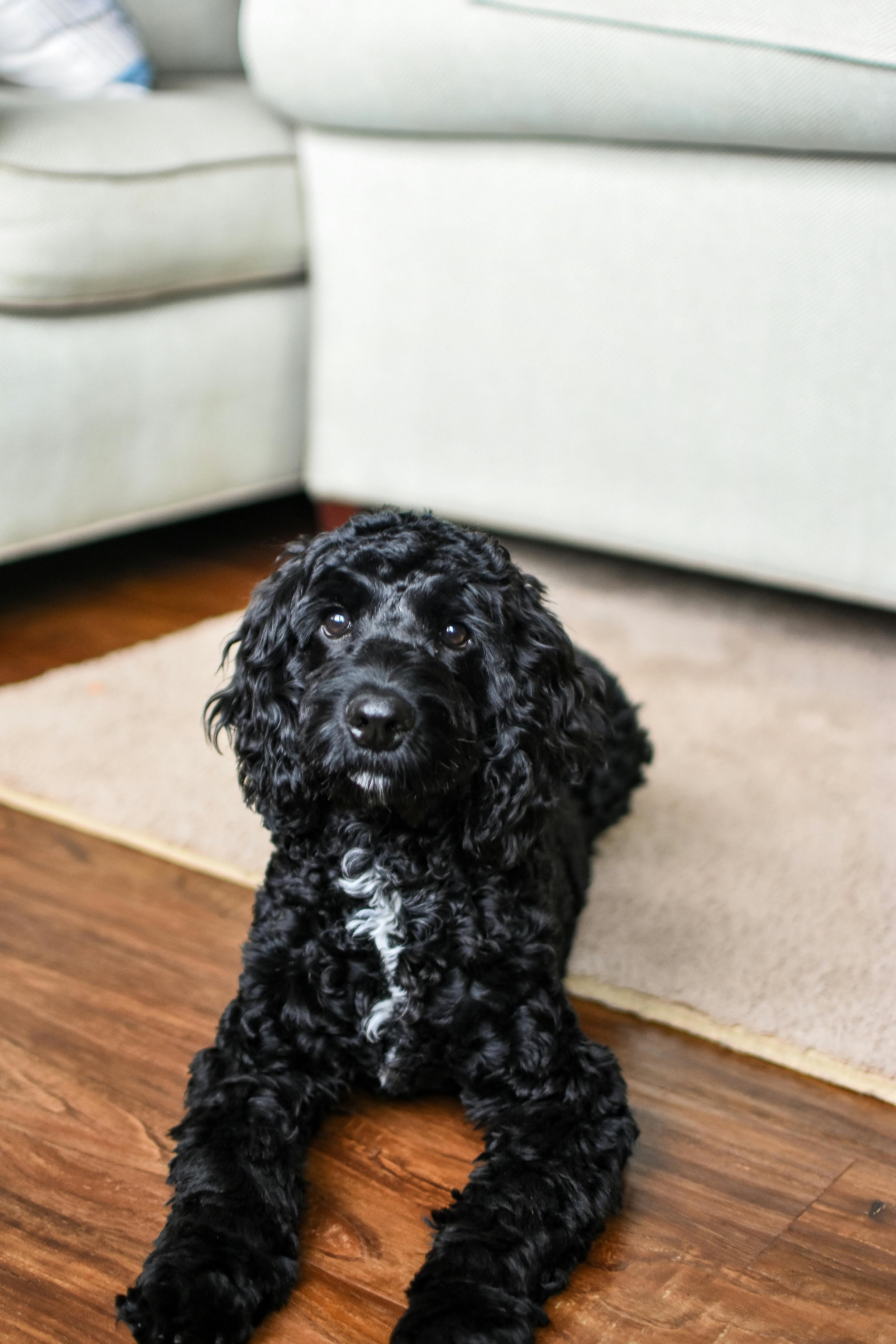 Privat Hundetræning | Derhjemme