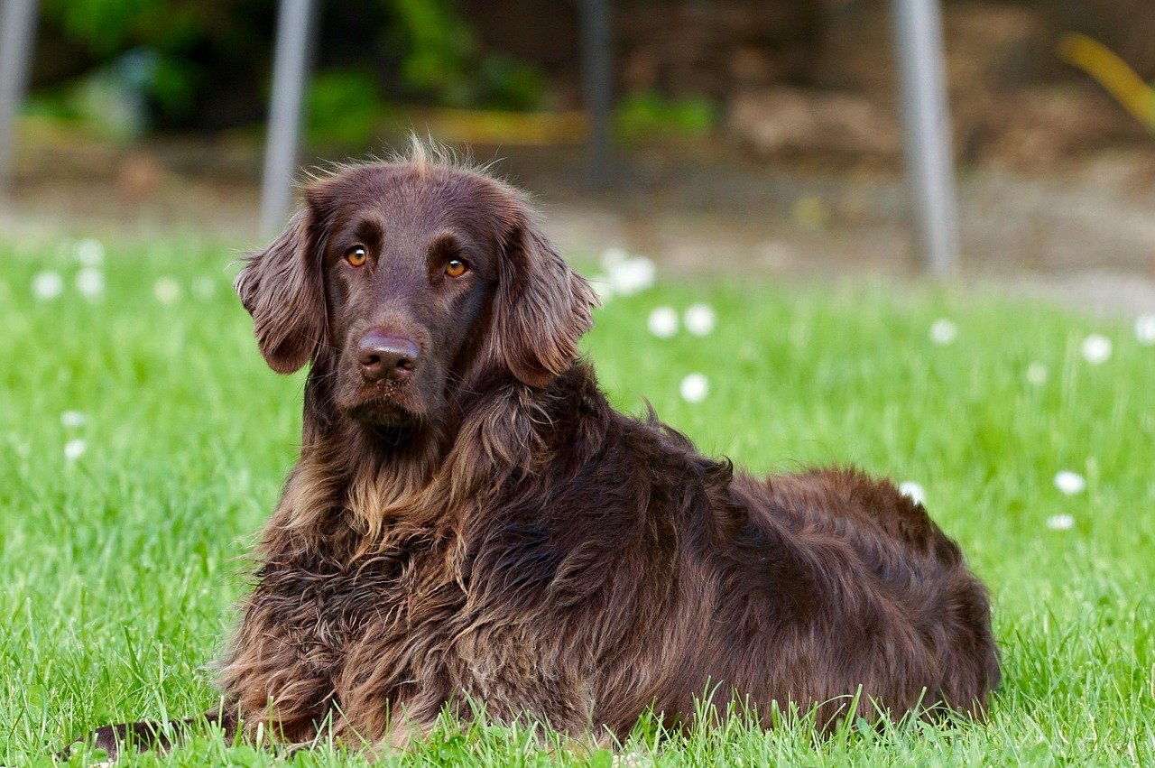 produkt voksenhundehold