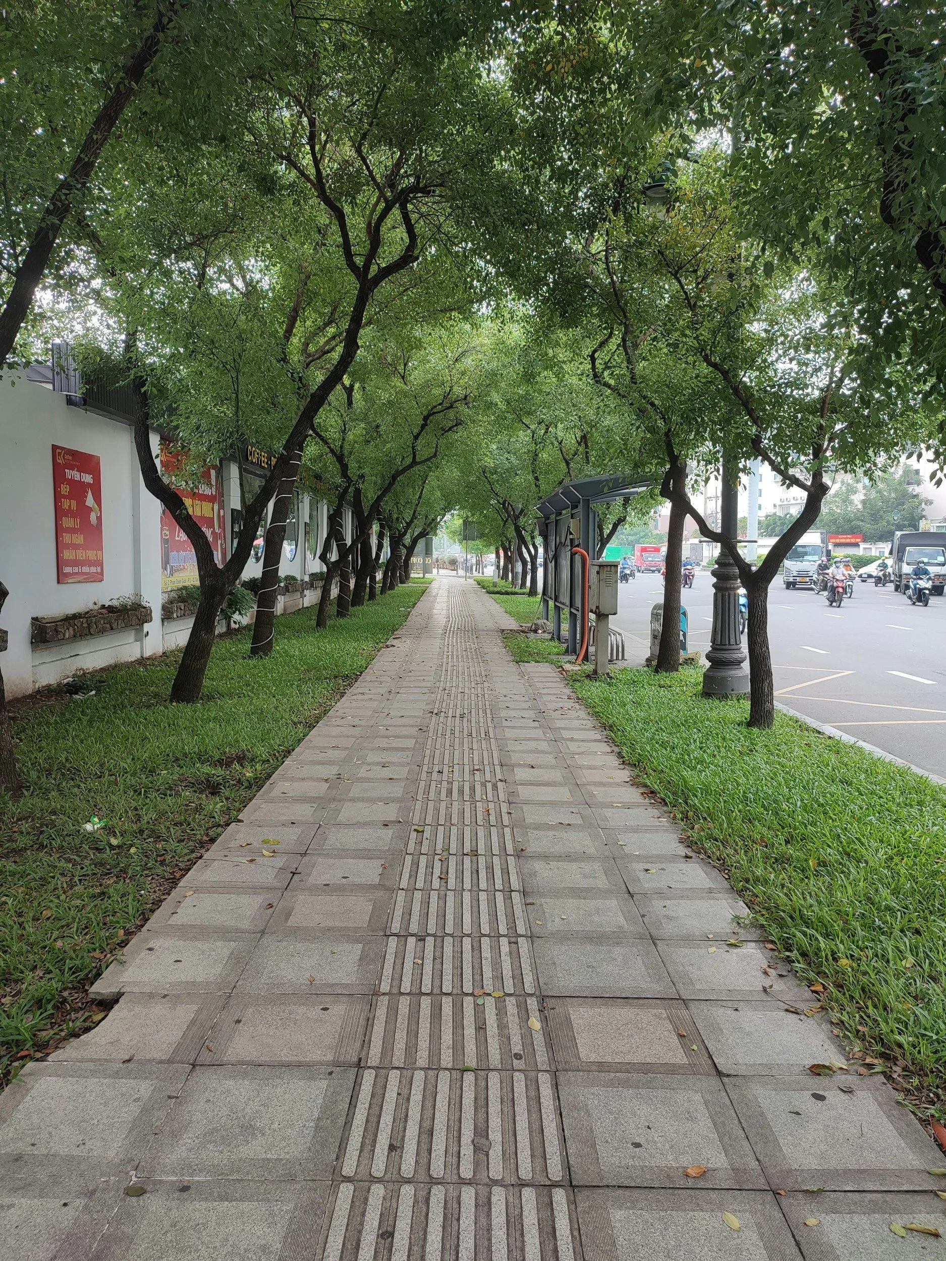 A tree-lined walkway