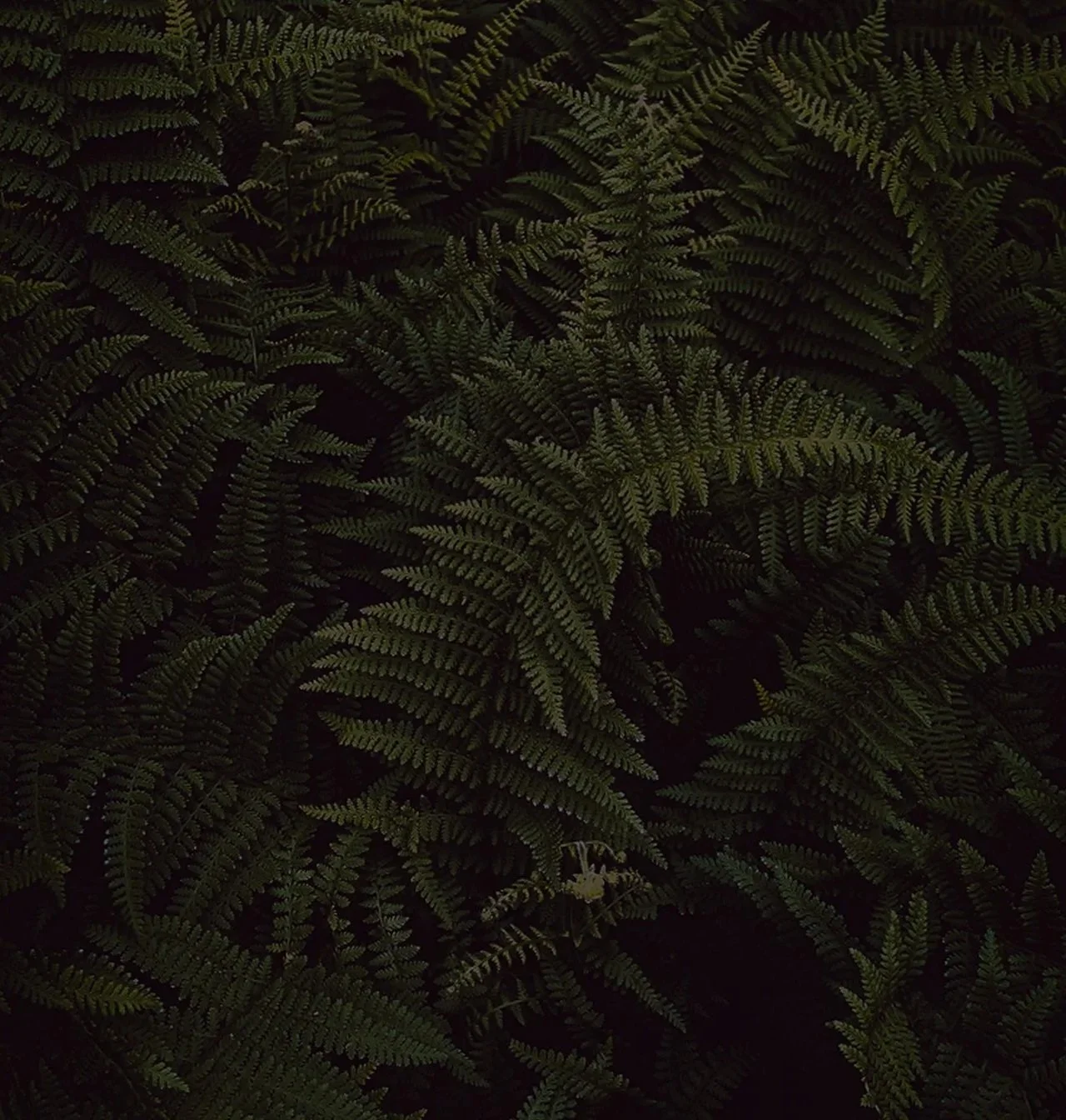 Un gros plan de fougères vertes dans une forêt sombre.
