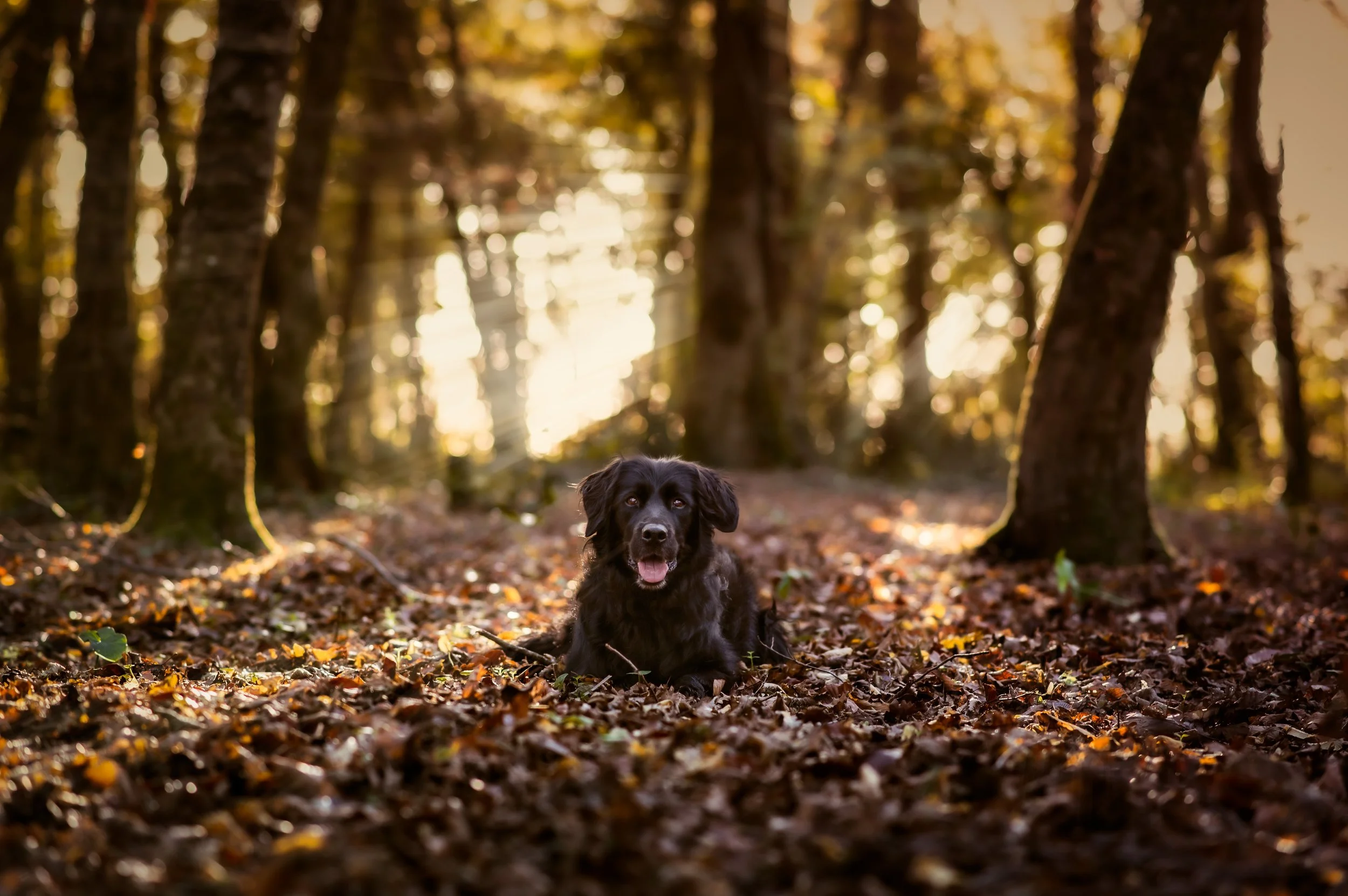 Un chien noir étendu dans une forêt aux feuilles automnales, avec la lumière du soleil filtrant à travers les arbres.