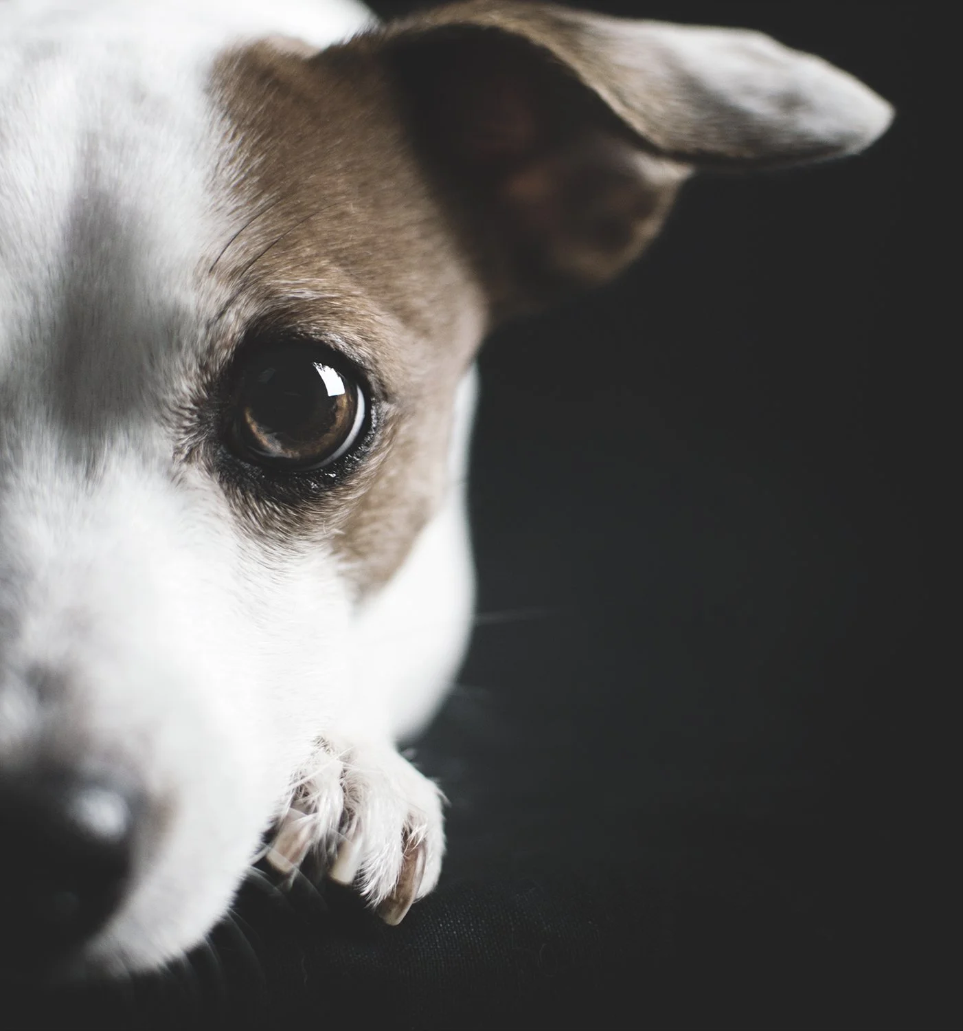 Un gros plan sur la tête d'un chien avec un œil visible, couleur brune, sur fond noir.