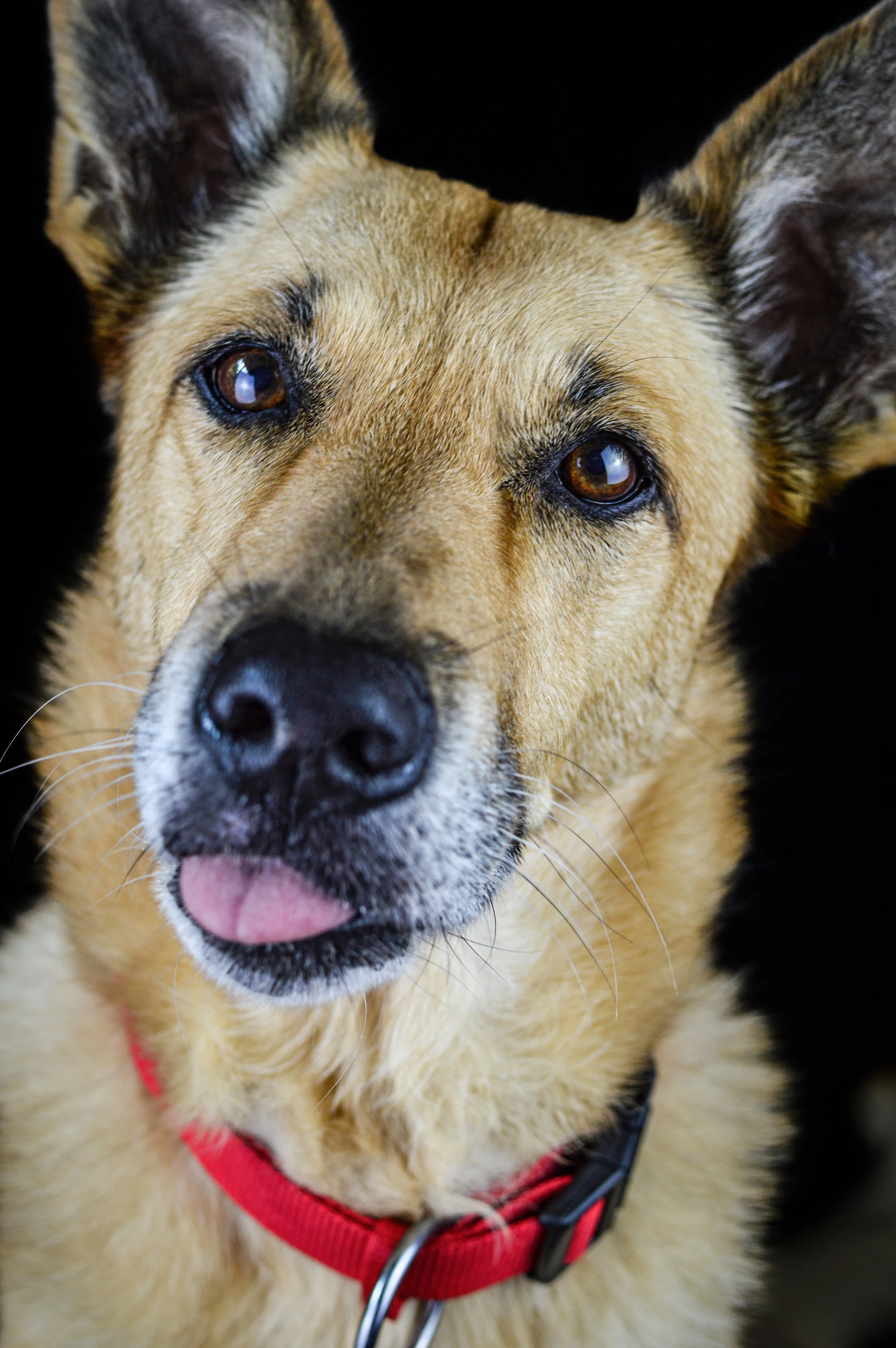 Un chien avec un collier rouge, regardant vers l'appareil, avec la langue légèrement sortie.
