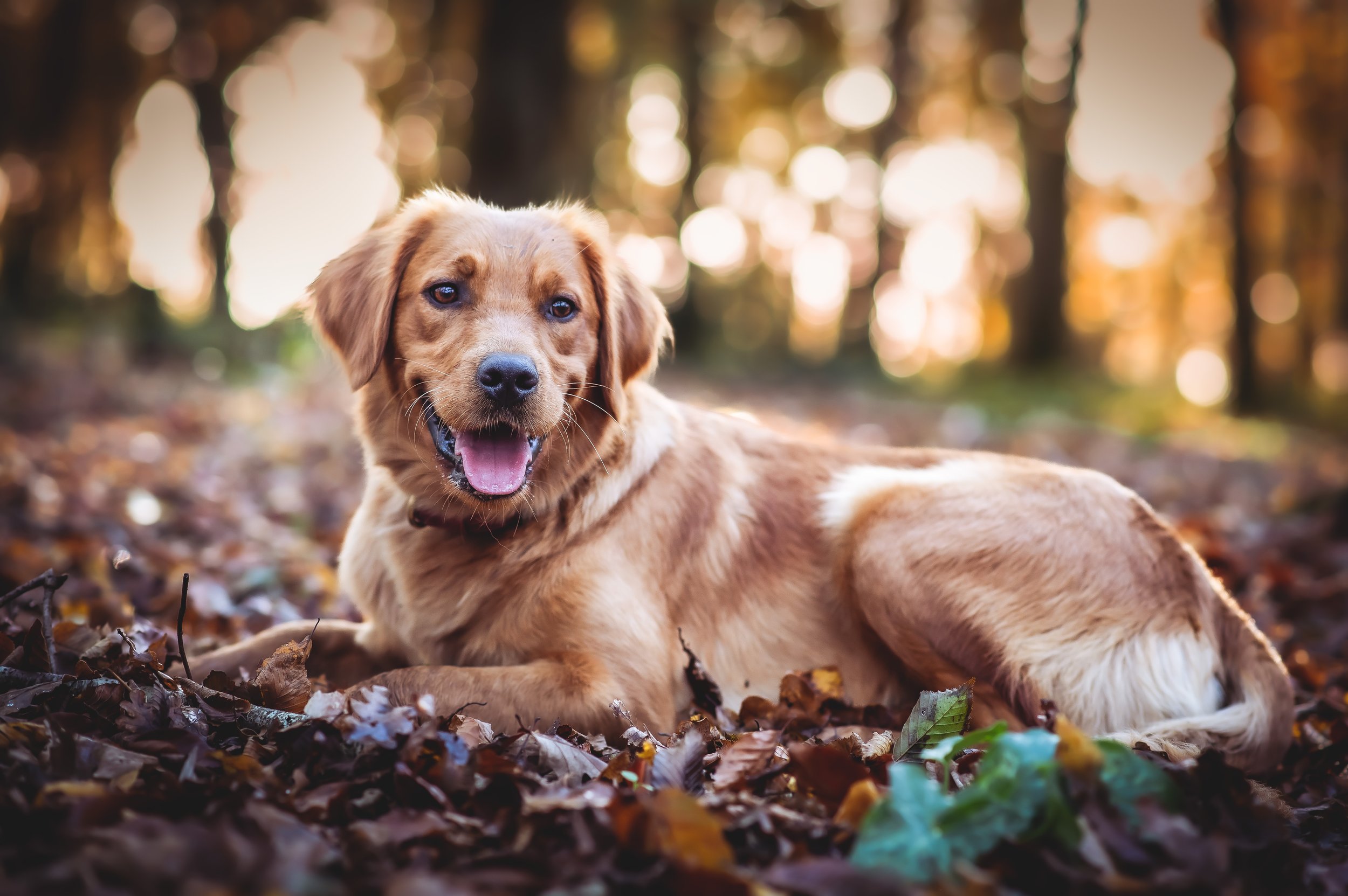 Un chien de race moyenne, caramel clair avec une tache blanche sur la queue, allongé dans des feuilles mortes en forêt lors d'un coucher de soleil.