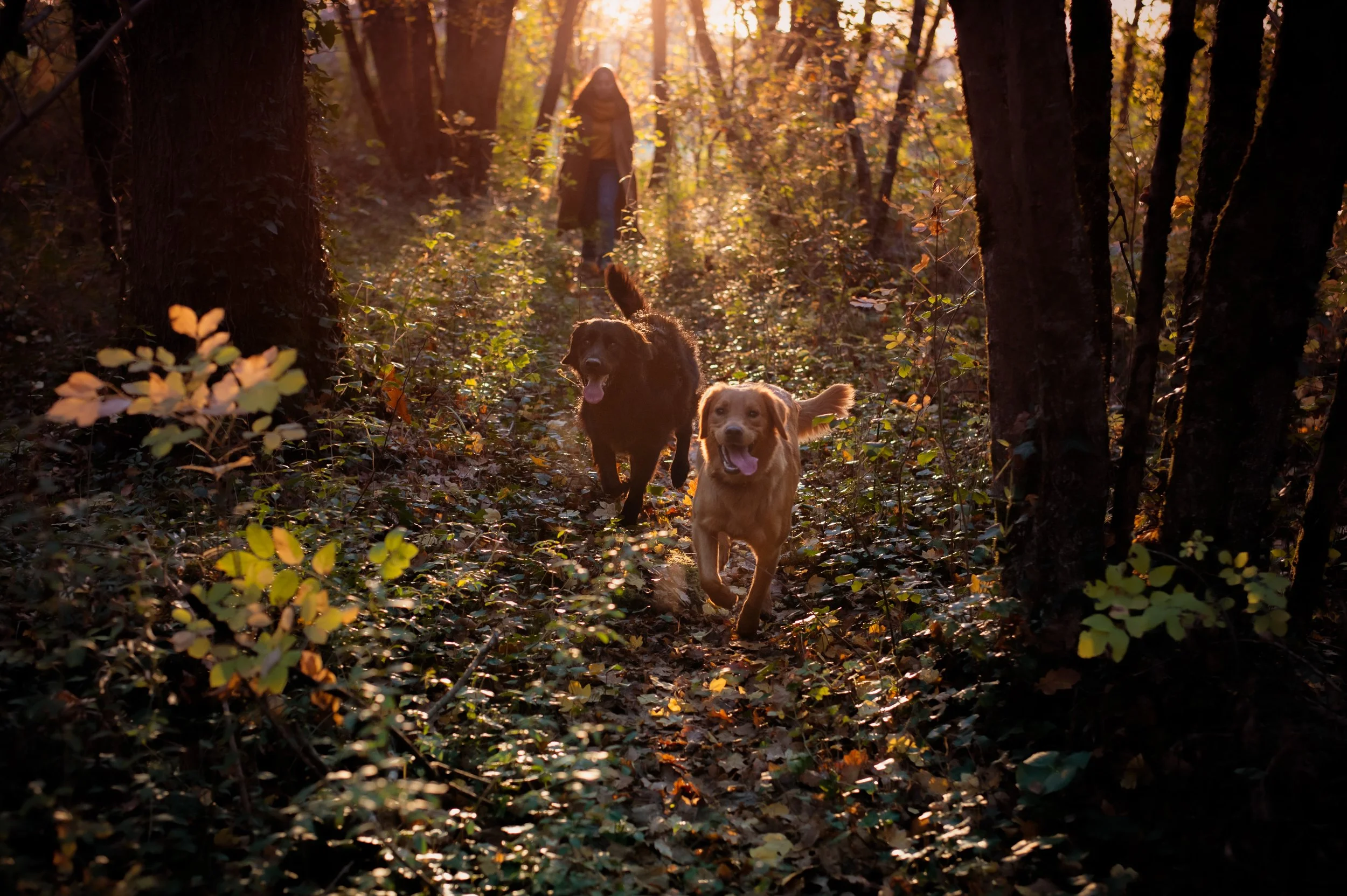 Deux chiens courant dans une forêt à la tombée du jour avec une personne en arrière-plan.