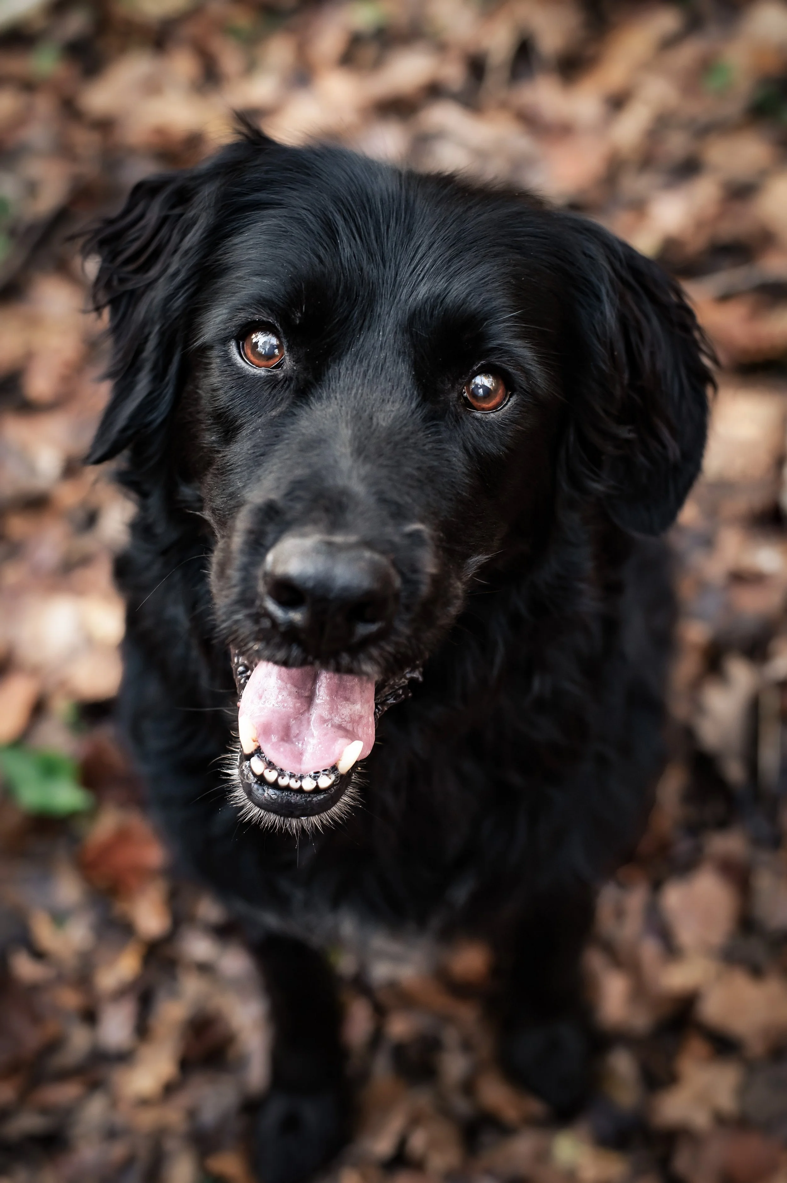 Un chien noir aux yeux marron clair, avec la langue sortie, regardant vers l'appareil, sur un sol recouvert de feuilles mortes.
