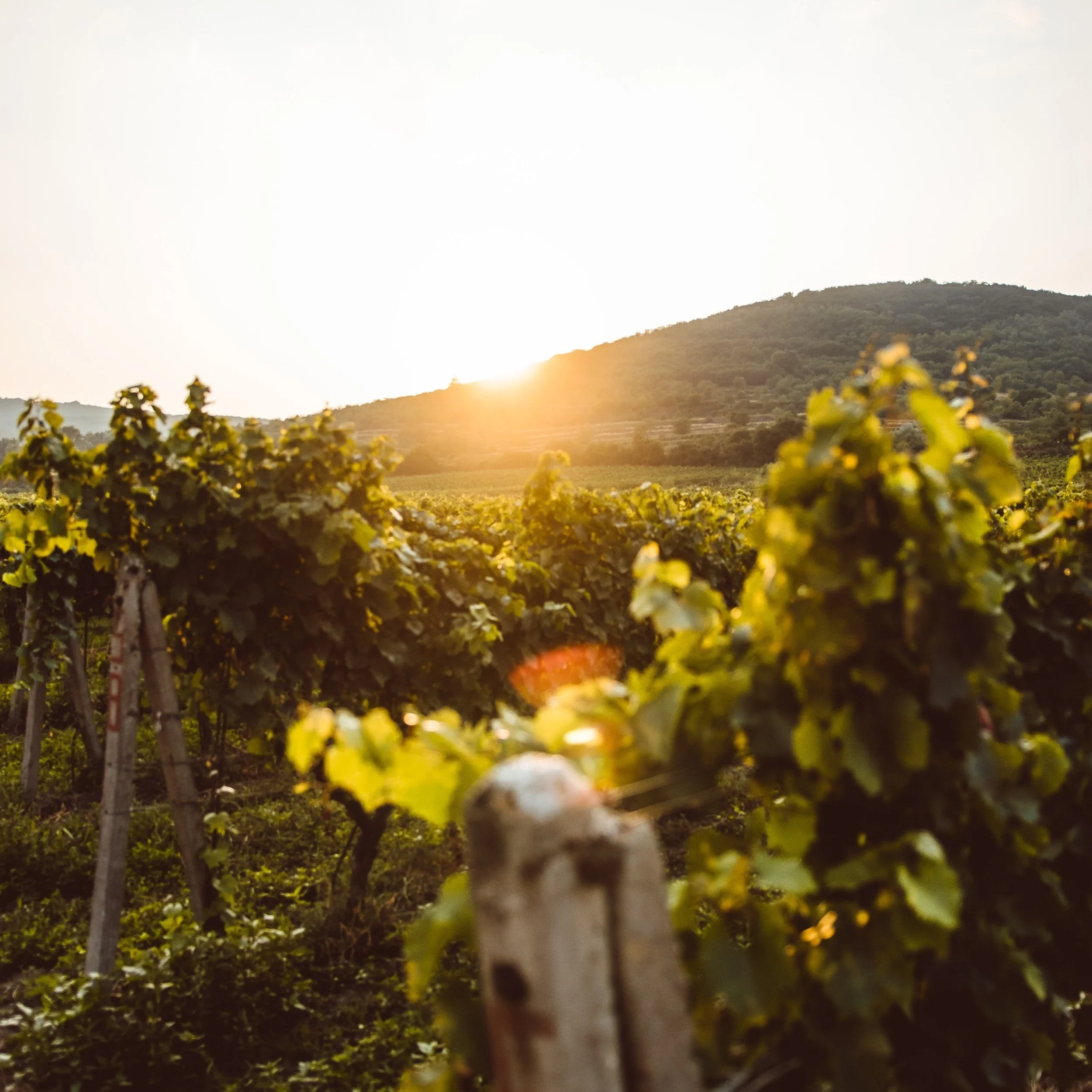 Sunday's Talk | Mark Chapter 12 