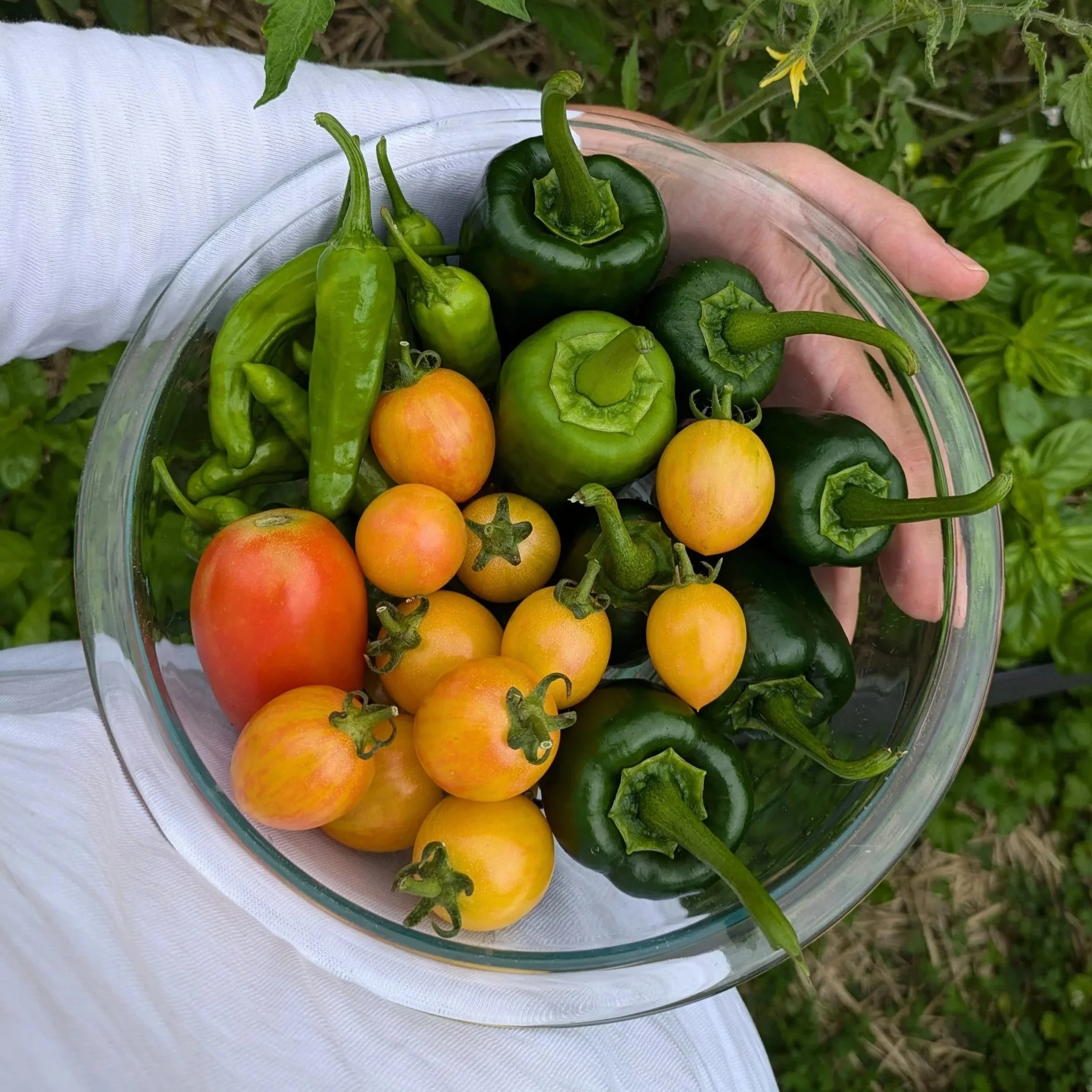 Homegrown tomatoes and peppers from a Lawrence, Indiana garden