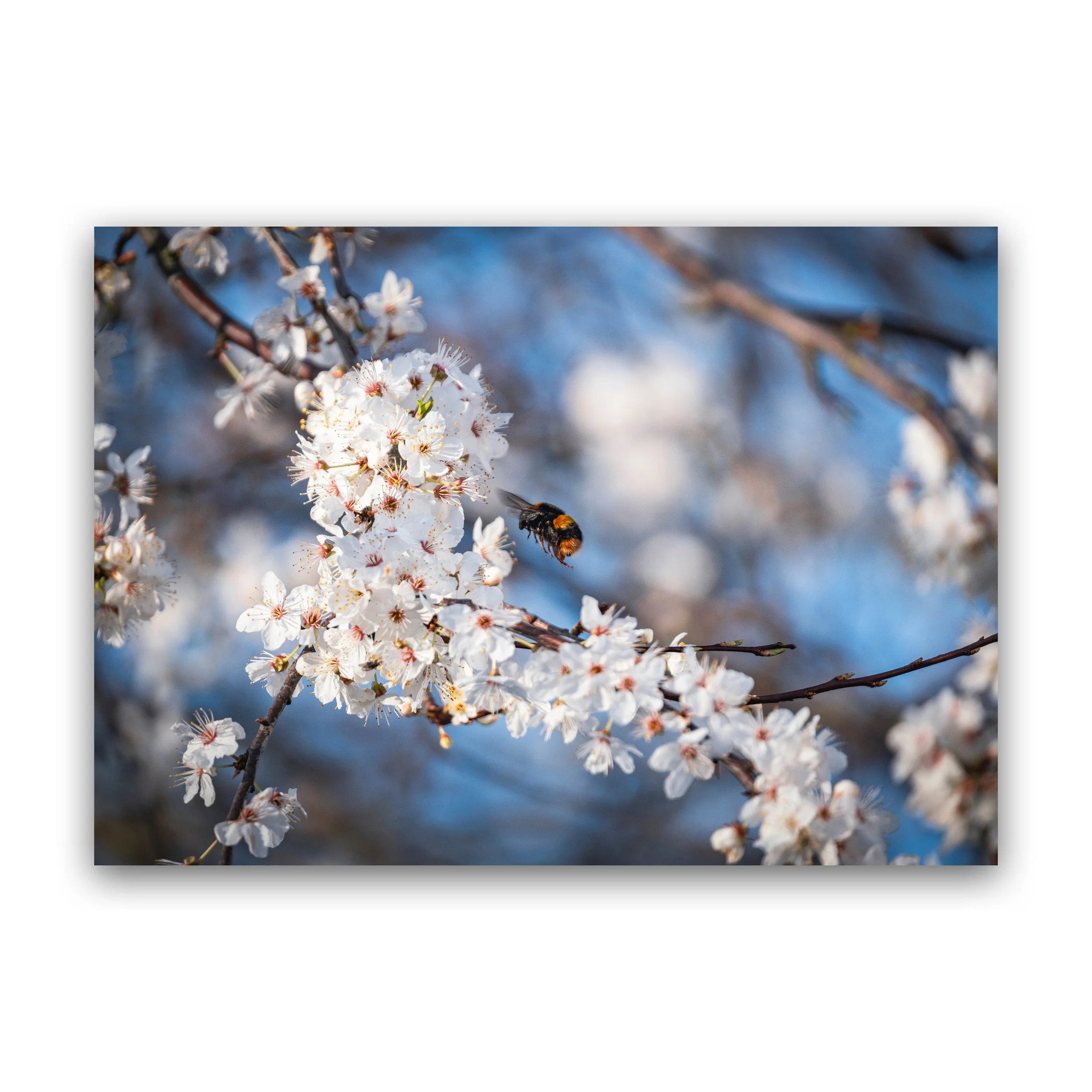 A3 - Bee Collecting Pollen On Blossom Premium Wall Art Print.jpg