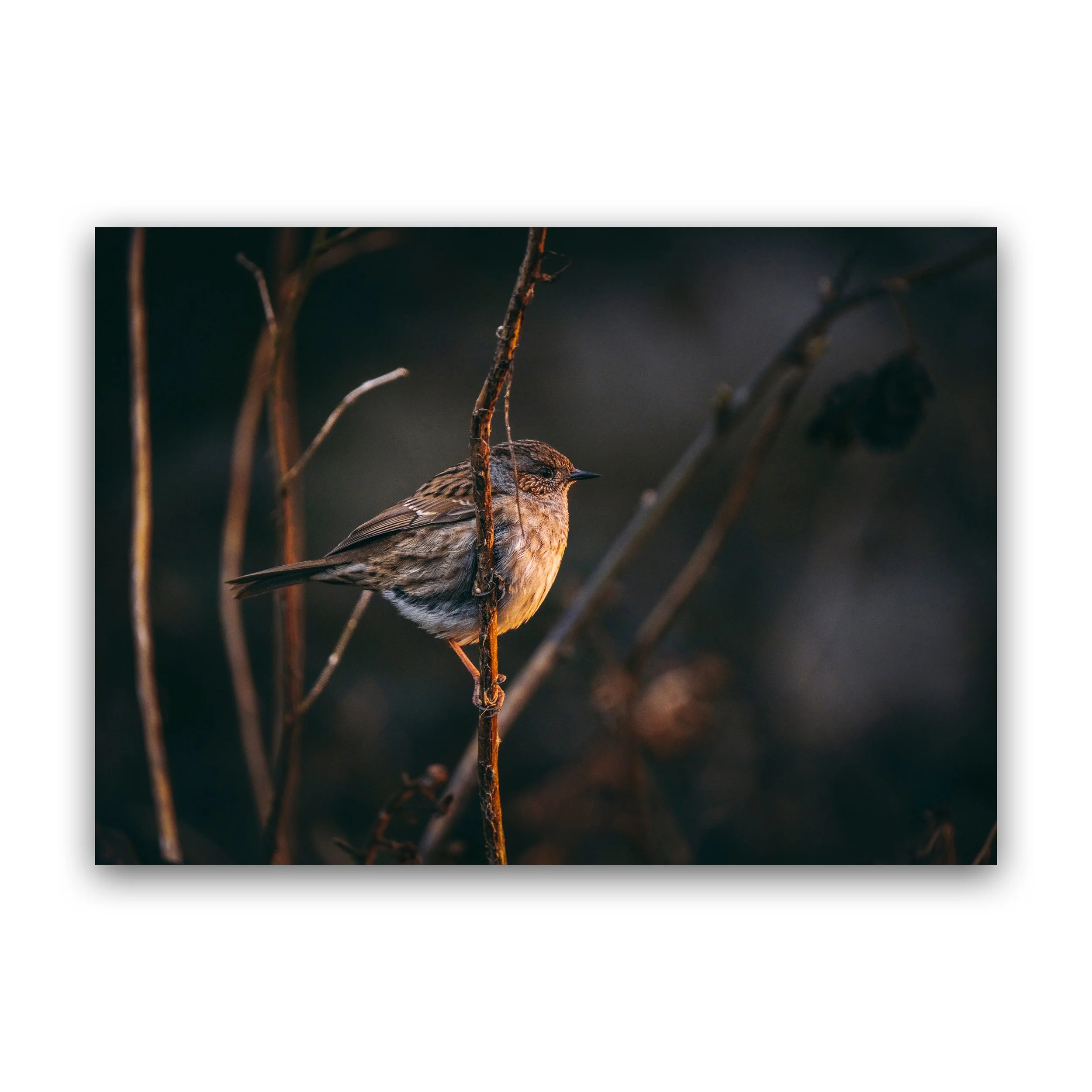 A4 - Dunnock In Golden Light Premium Wall Art Print.jpg