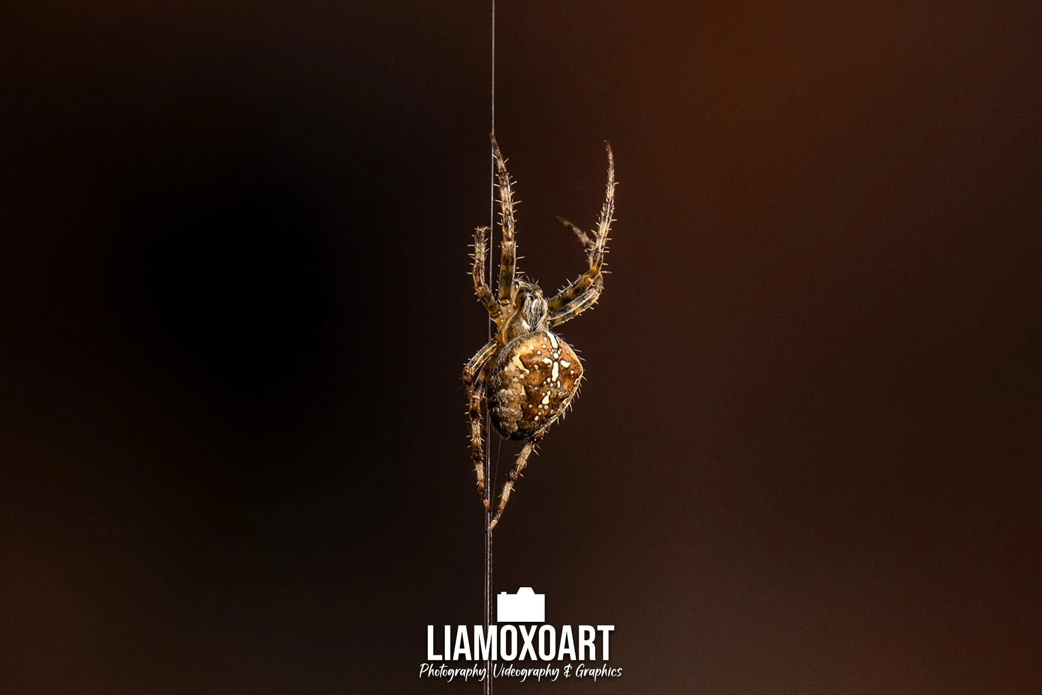 Close-up of a spider hanging from a thin thread against a dark background, with the photographer's watermark at the bottom.