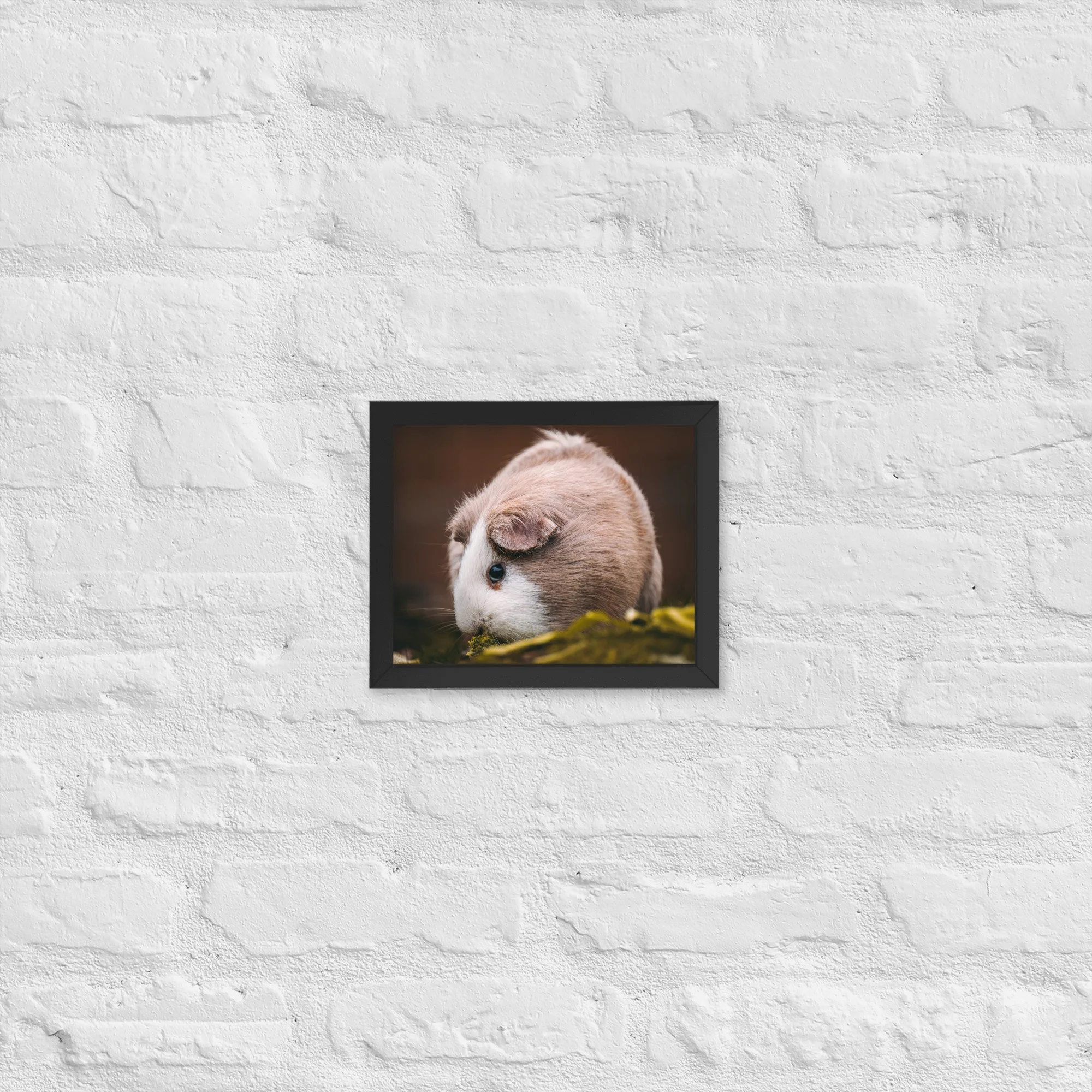 Guinea Pig Munching | 8″×10″ Framed Print